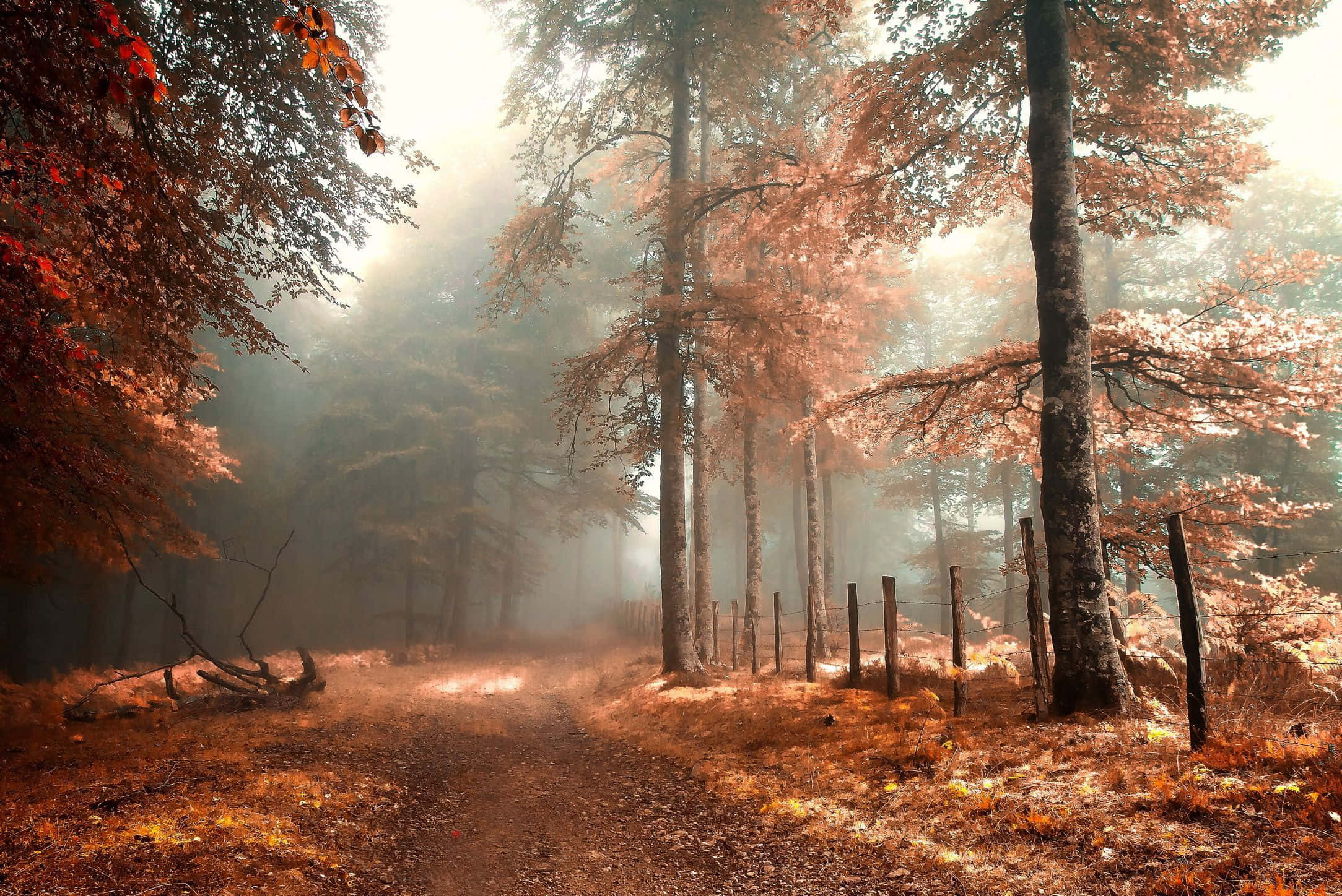 Fall Mist, autumn forest, golden light, Full HD Desktop Wallpaper