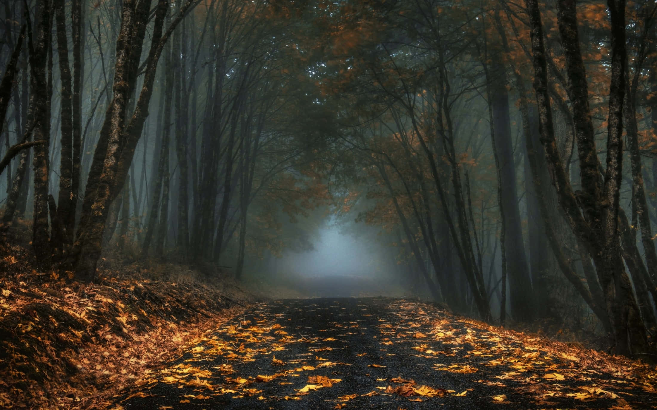 Fall Mist, forest path, tall trees, Full HD Desktop Wallpaper