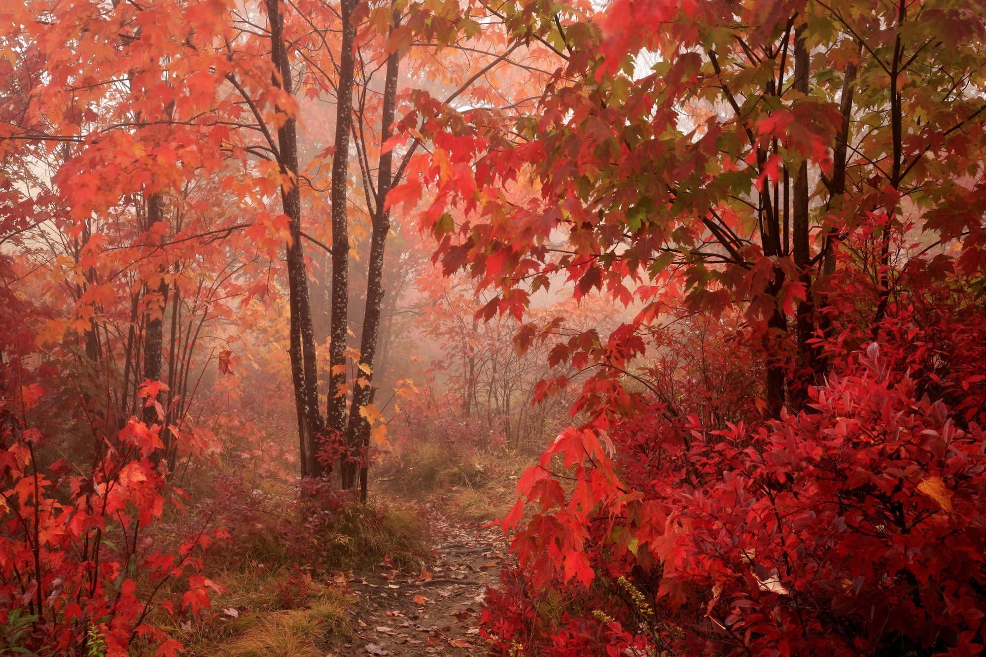 Fall Mist, autumn forest, misty, Full HD Desktop Wallpaper