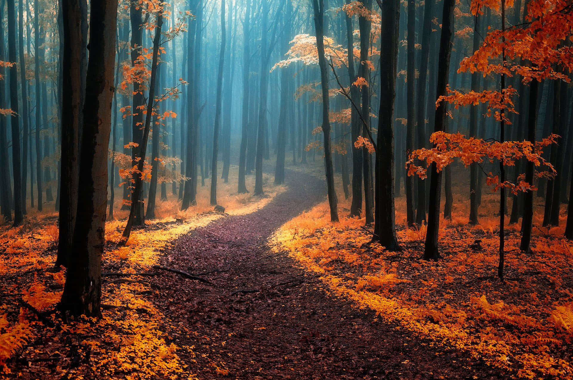 Fall Mist, golden autumn leaves, misty blue light, Full HD Desktop Wallpaper