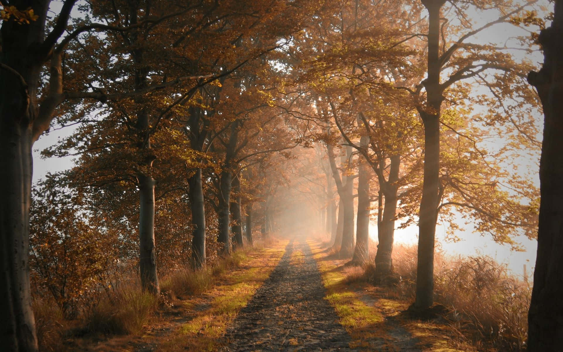 Fall Mist, autumn path, tall trees, Full HD Desktop Wallpaper
