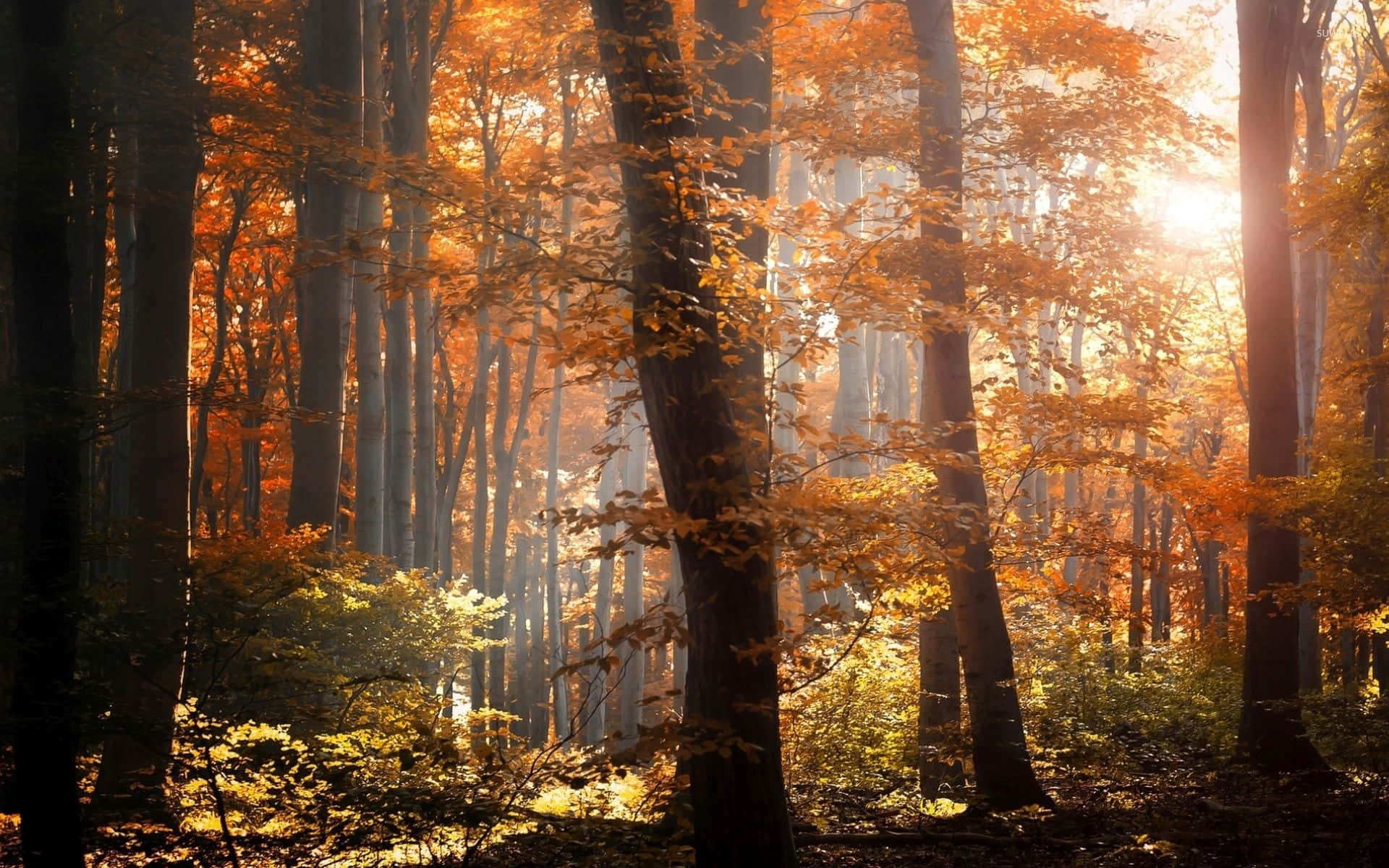 Fall Mist, autumn forest, golden autumn leaves, Full HD Desktop Wallpaper