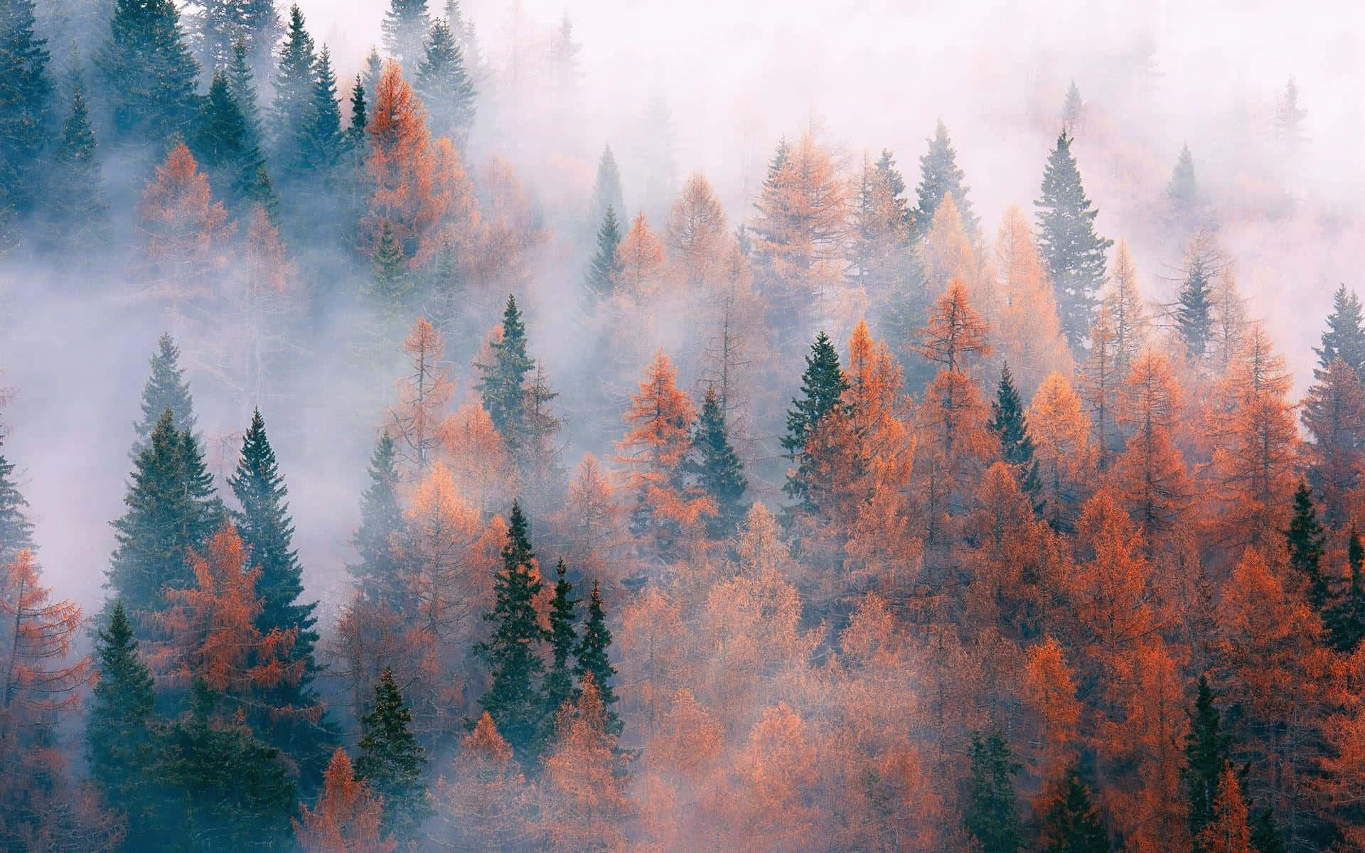 Fall Mist, autumn forest, orange and green trees, Full HD Desktop Wallpaper