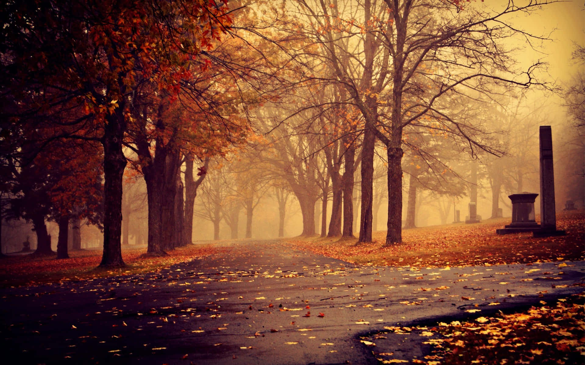 Fall Mist, autumn forest, misty autumn path, Full HD Desktop Wallpaper