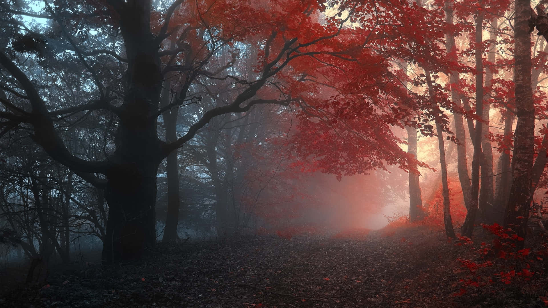 Fall Mist, serene forest, misty forest path, Full HD Desktop Wallpaper