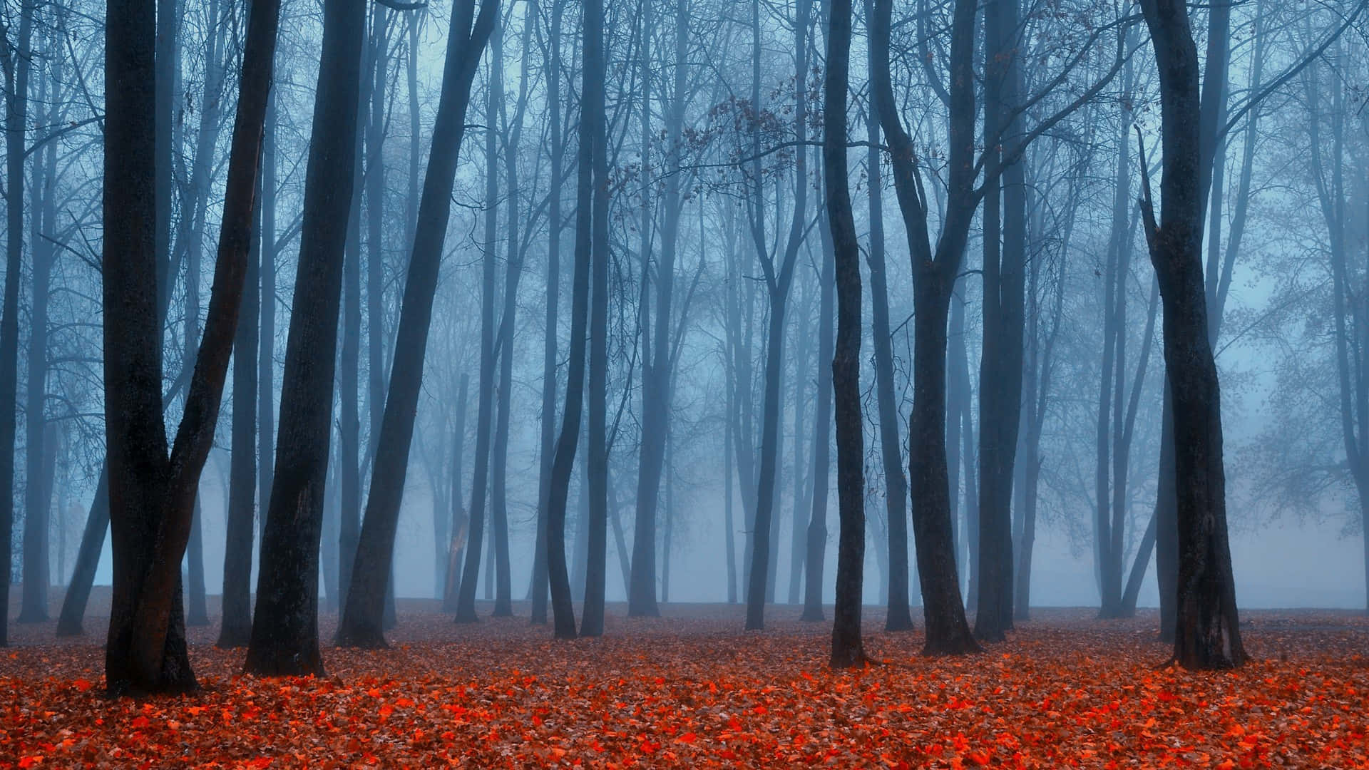 misty forest, bare trees, vibrant red fallen leaves, Full HD Desktop Wallpaper