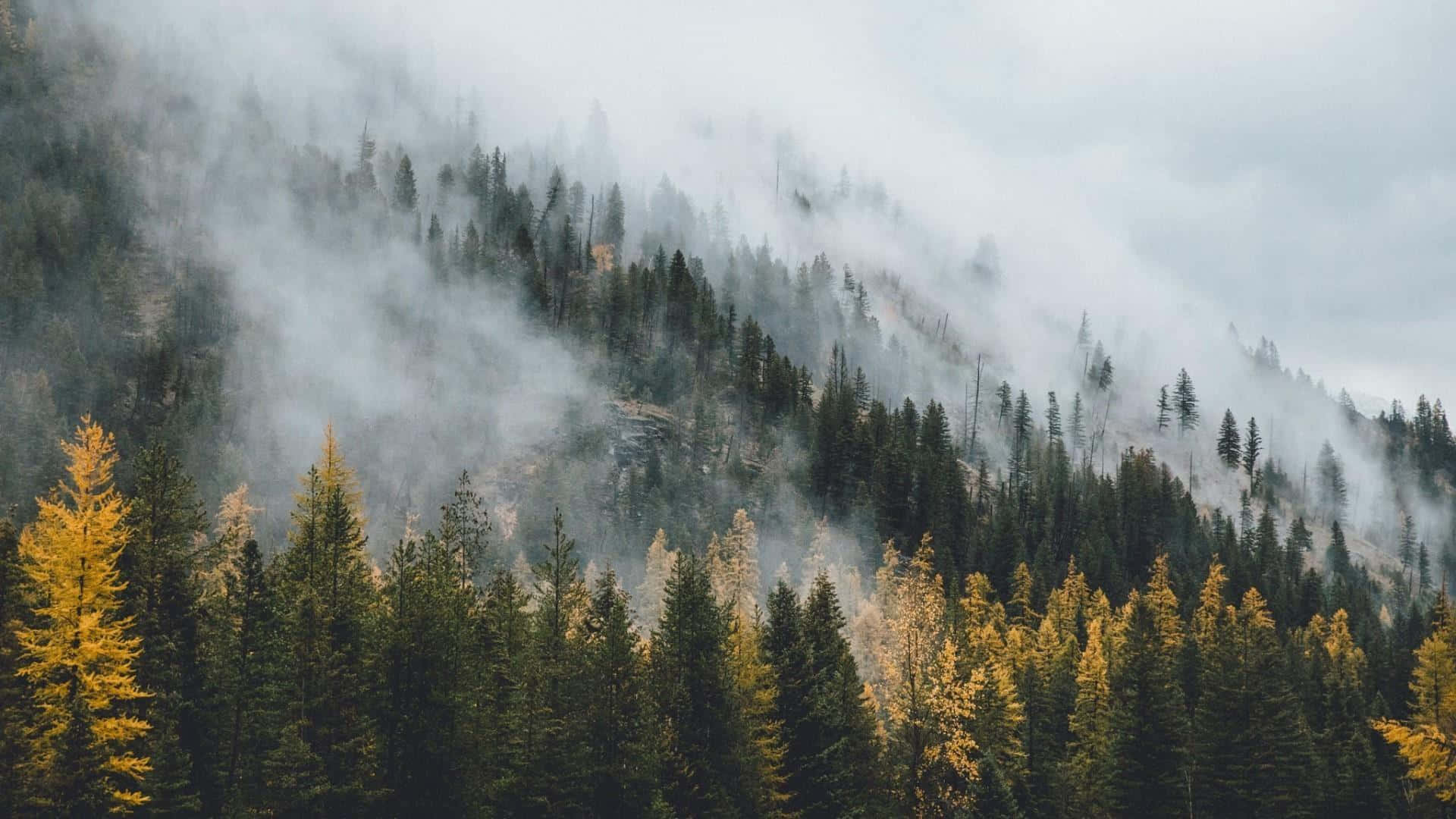 misty autumn forest, evergreens, golden larches, Full HD Desktop Wallpaper