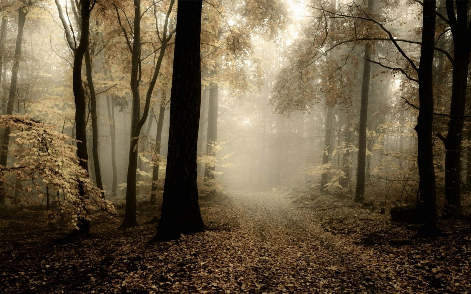 misty forest path, autumn, golden leaves, HD Desktop Wallpaper