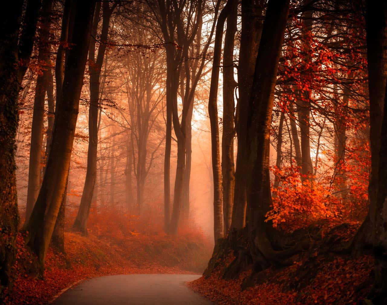 Fall Mist, autumn forest, misty, HD Desktop Wallpaper