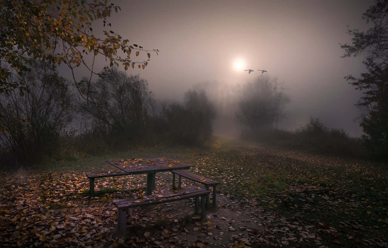 Fall Mist, wooden picnic table, misty autumn forest, HD Desktop Wallpaper