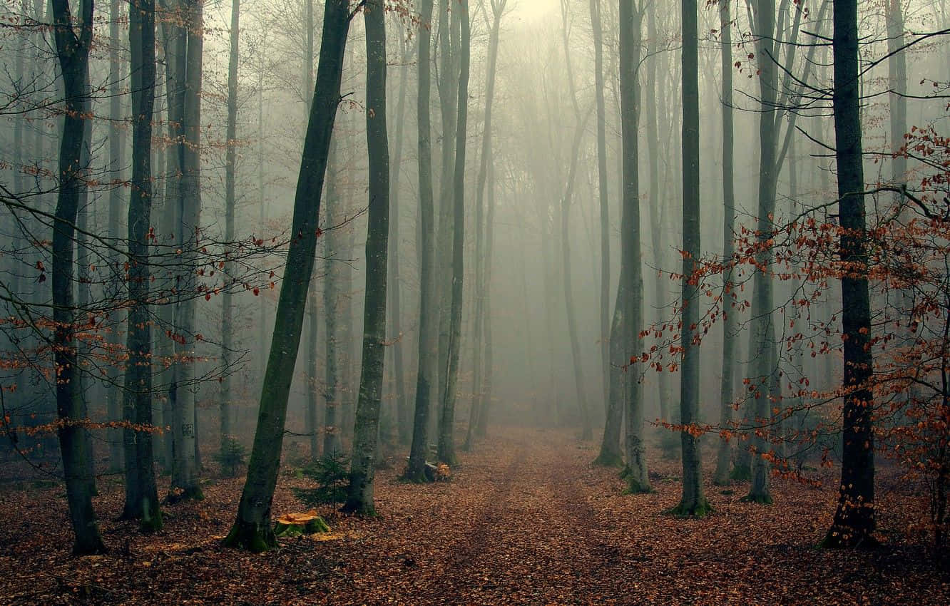 Fall Mist, autumn leaves, misty forest path, HD Desktop Wallpaper