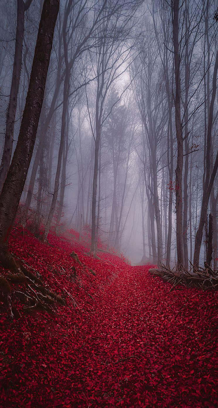 Fall Mist, misty forest path, vivid red leaves, HD Phone Wallpaper