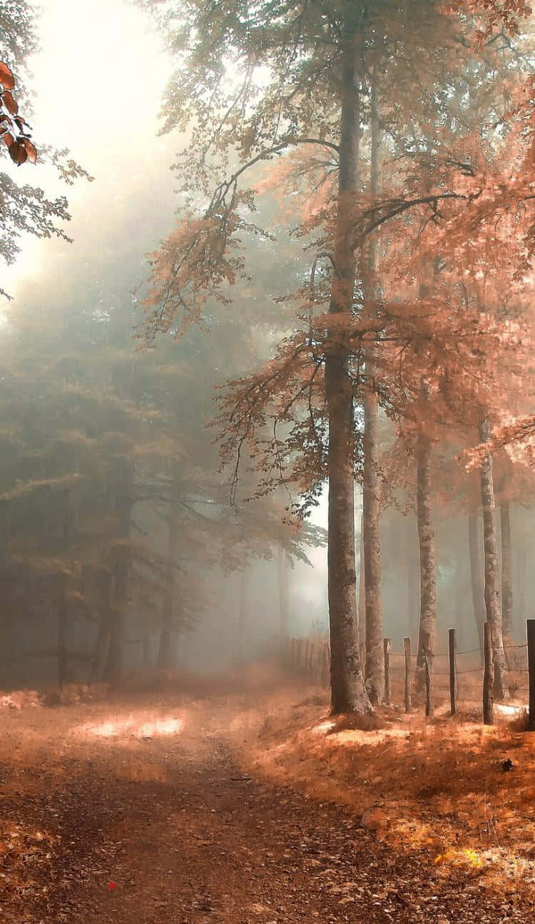 Fall Mist, autumn forest, golden foliage, HD Phone Wallpaper