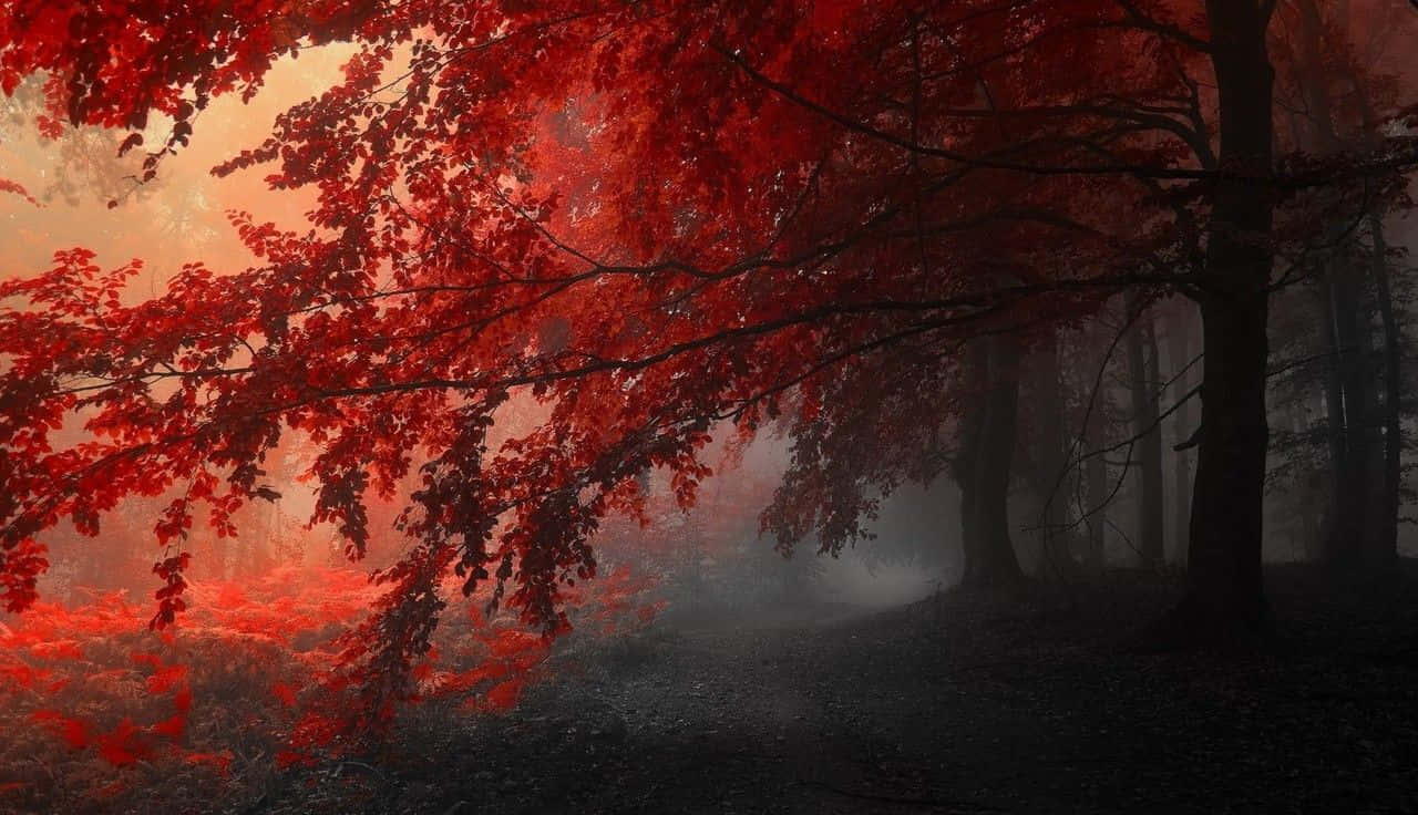 Fall Mist, misty forest path, vibrant red leaves, HD Desktop Wallpaper
