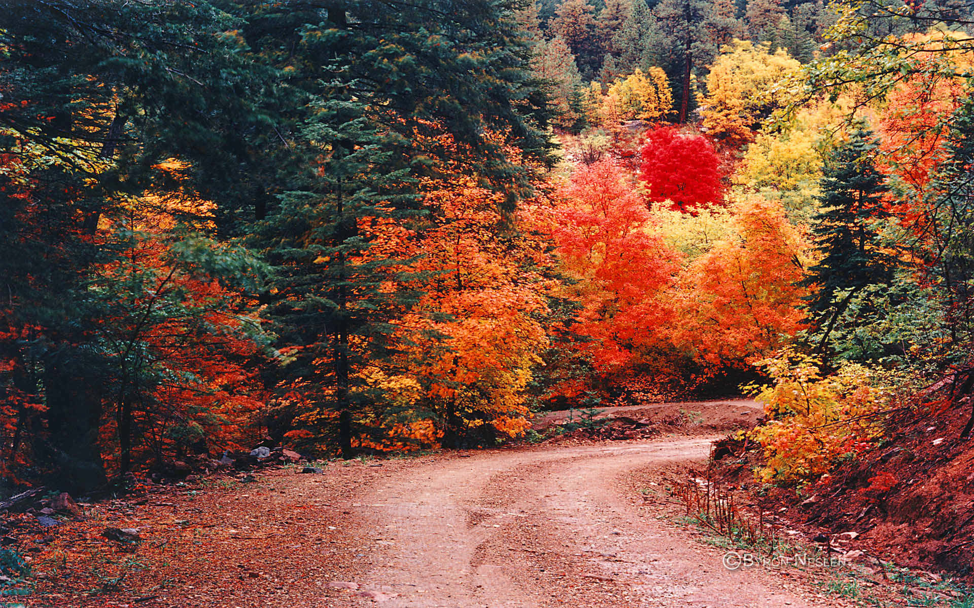 Fall Mountain, dirt road, forest, Full HD Desktop Wallpaper