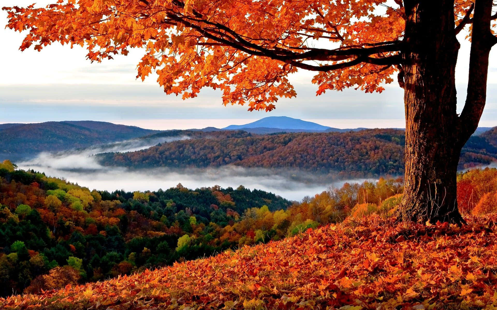 Fall Mountain, autumn tree, fiery orange leaves, Full HD Desktop Wallpaper
