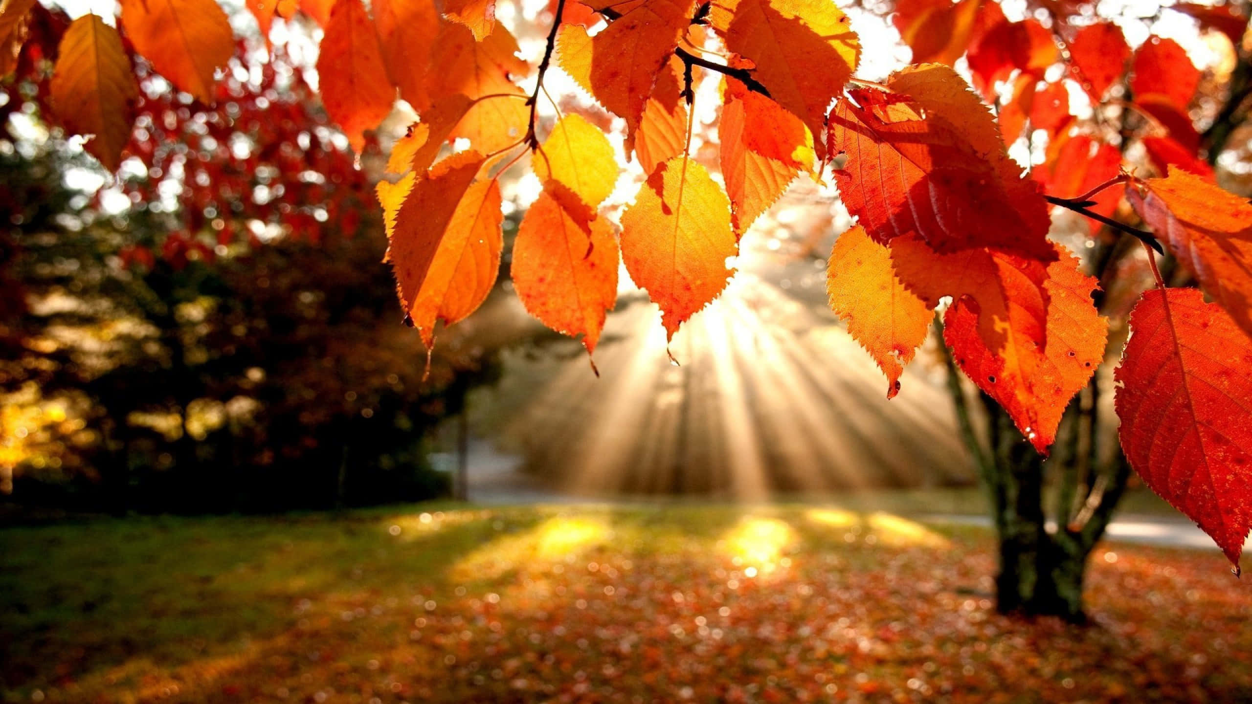Fall Colors, golden sunlight, vibrant orange, 2K Desktop Wallpaper