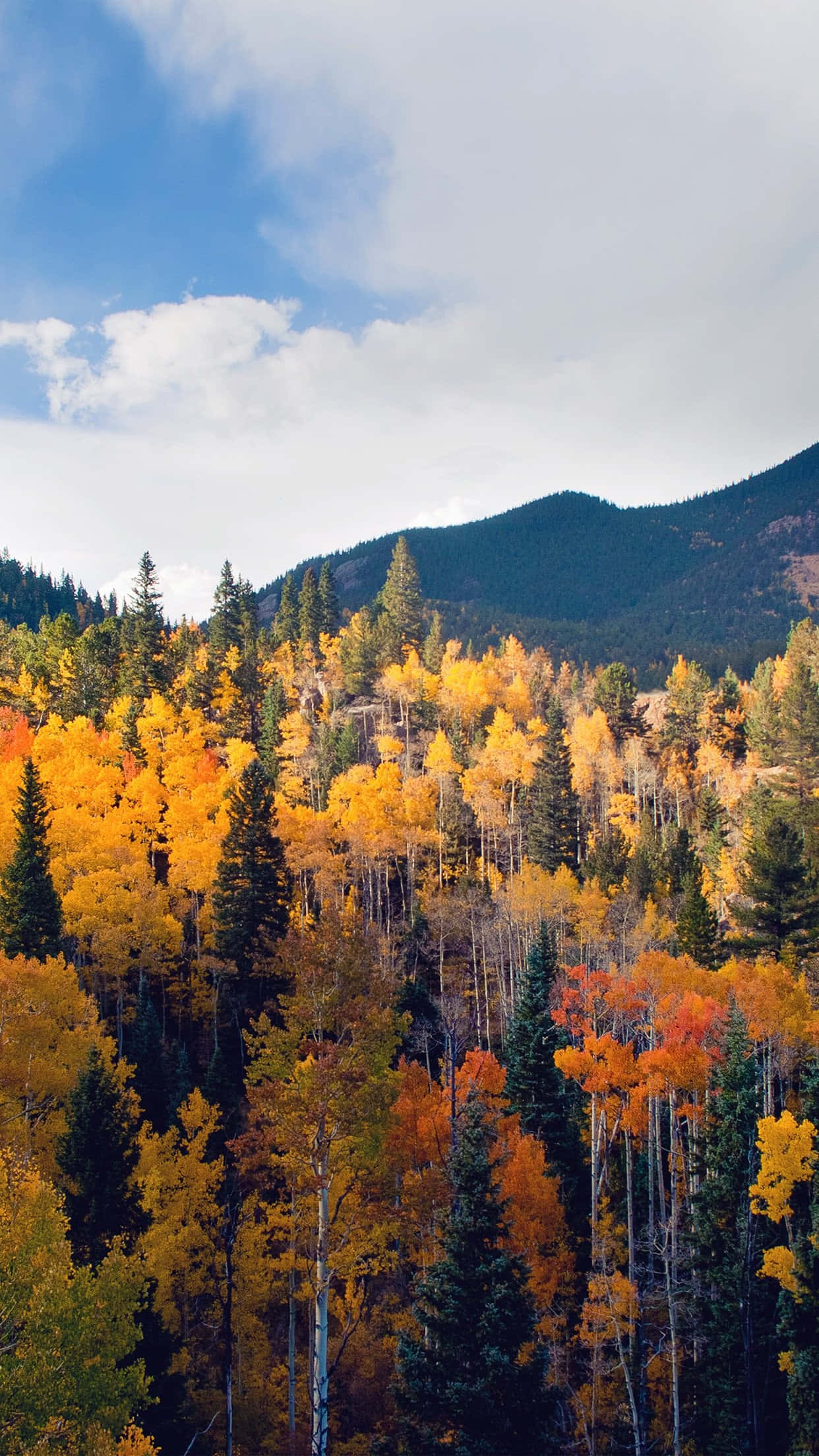 Fall Mountain, autumn forest, golden orange aspen trees, Full HD Phone Wallpaper