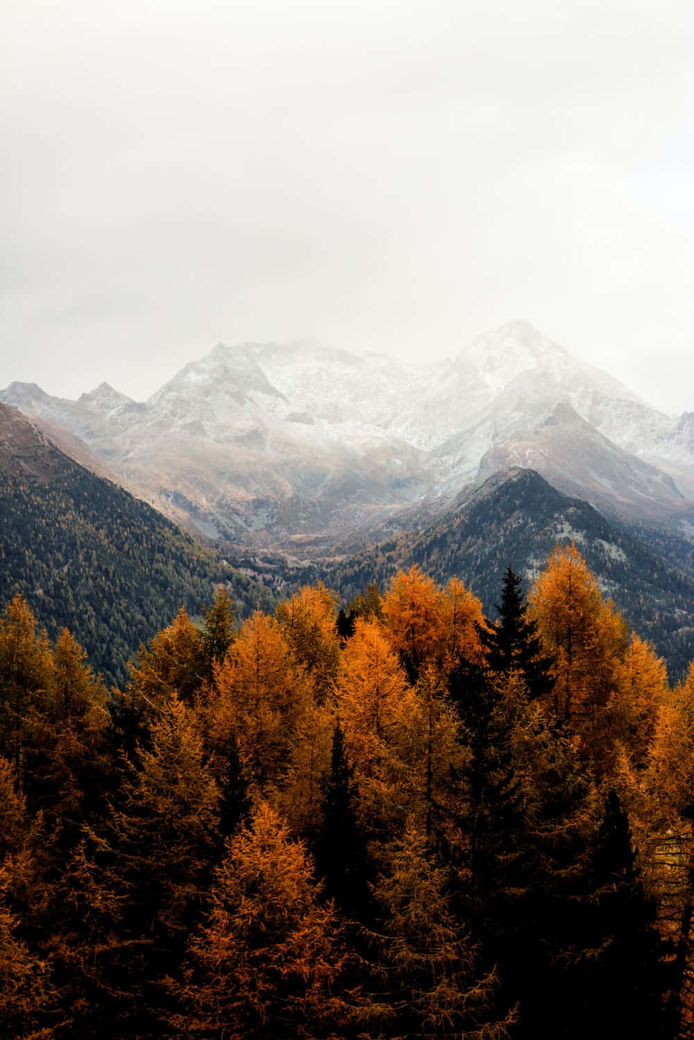 Fall Mountains, golden larch trees, dark evergreens, HD Phone Wallpaper