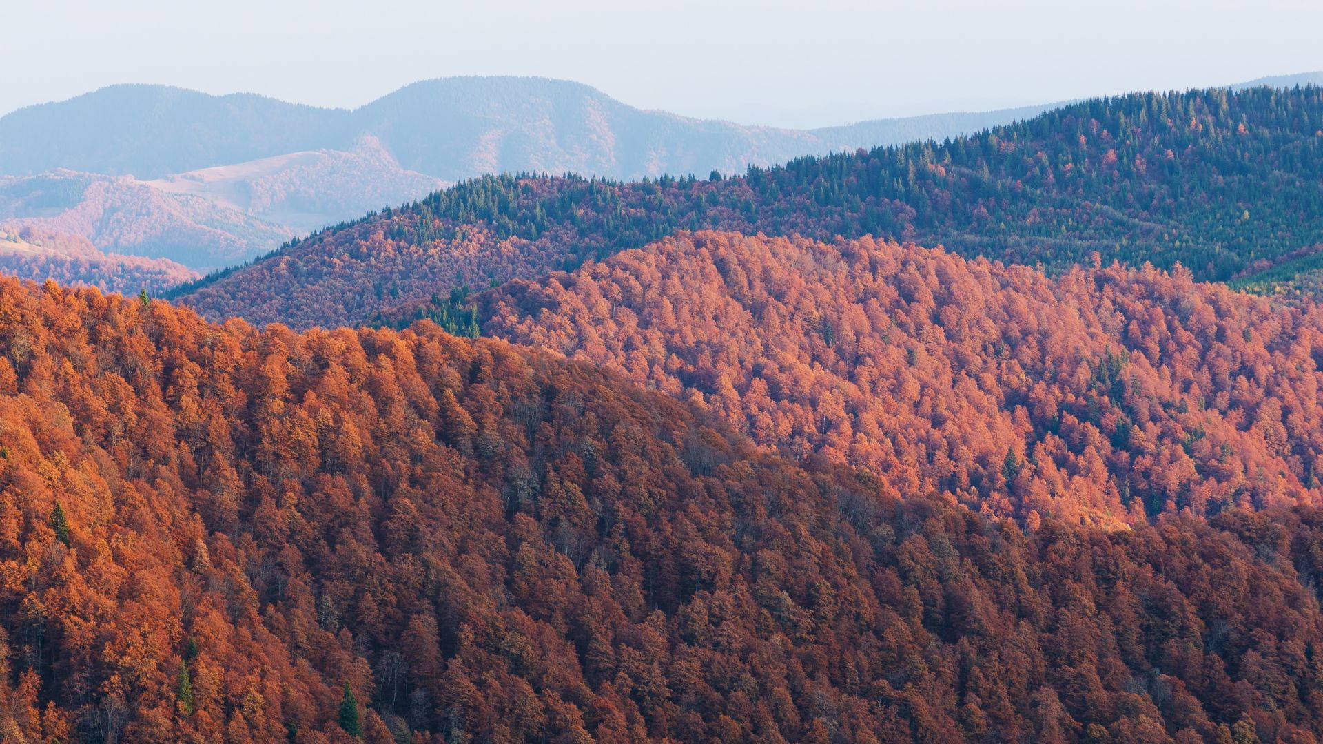 autumn foliage, fiery orange, red autumn foliage, Full HD Desktop Wallpaper