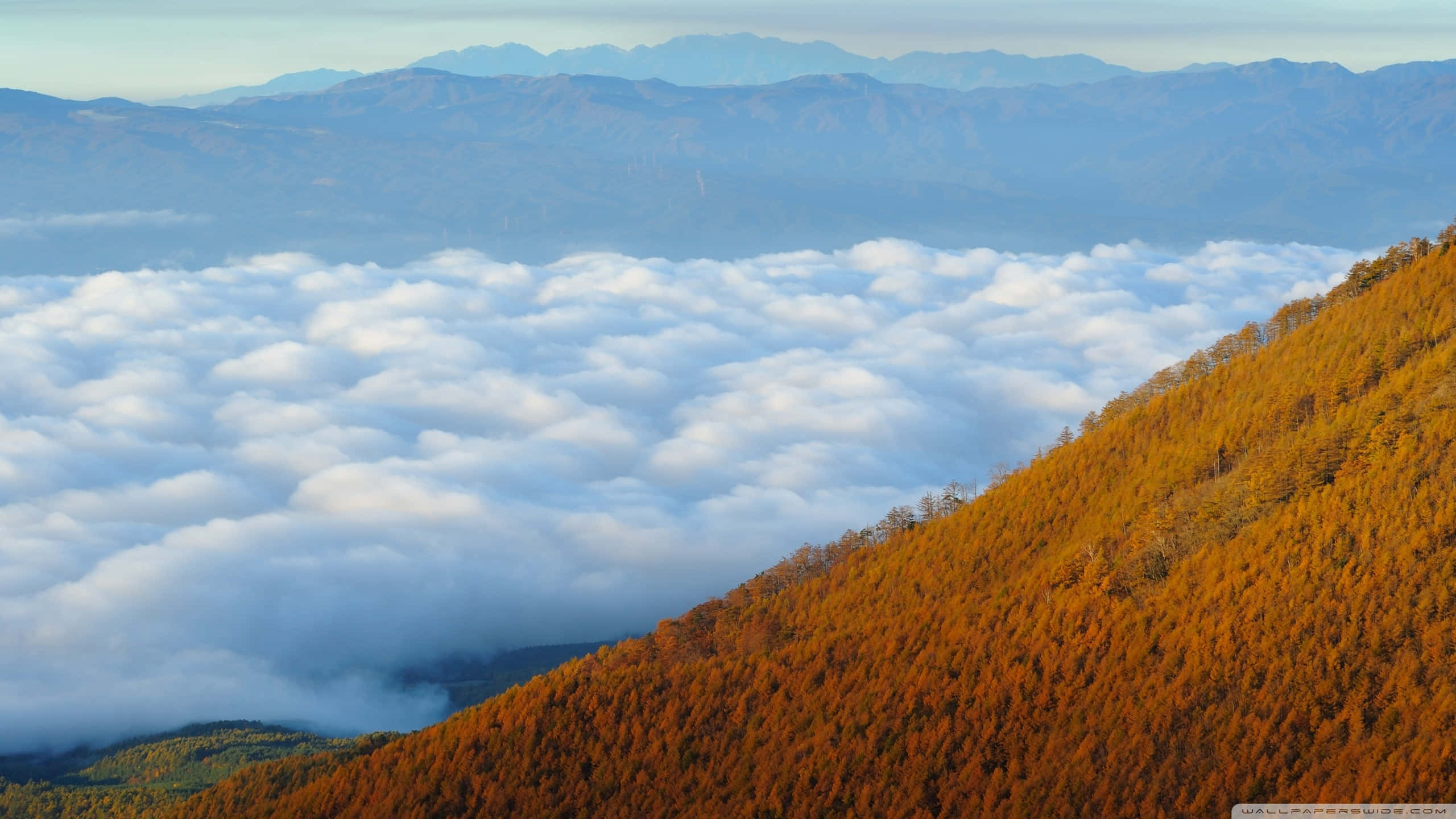 Fall Mountain, golden autumn forest slope, sea of fluffy white clouds, 2K Desktop Wallpaper