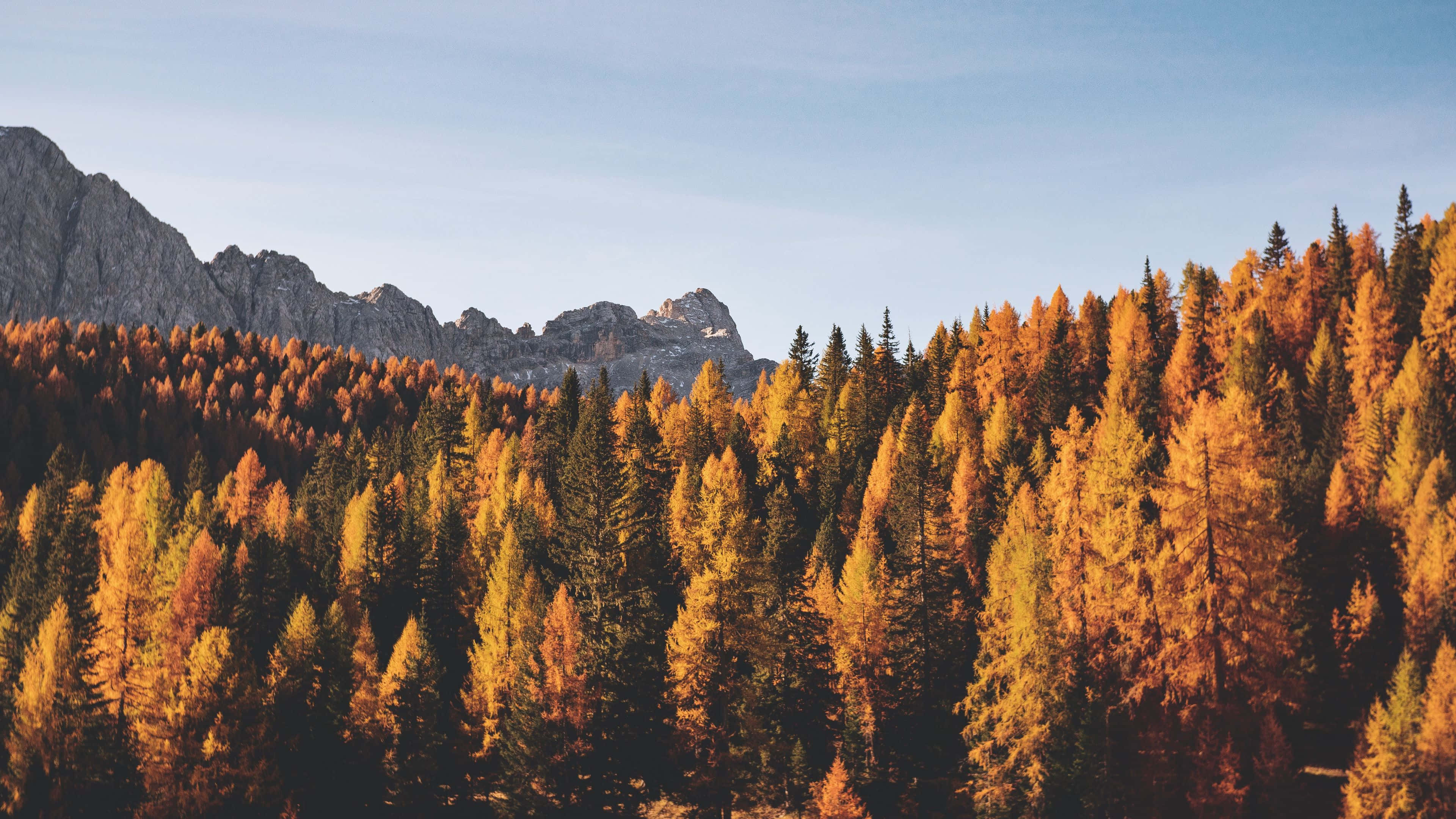 Fall Mountain, golden larches, jagged rocky mountains, 4K Desktop Wallpaper