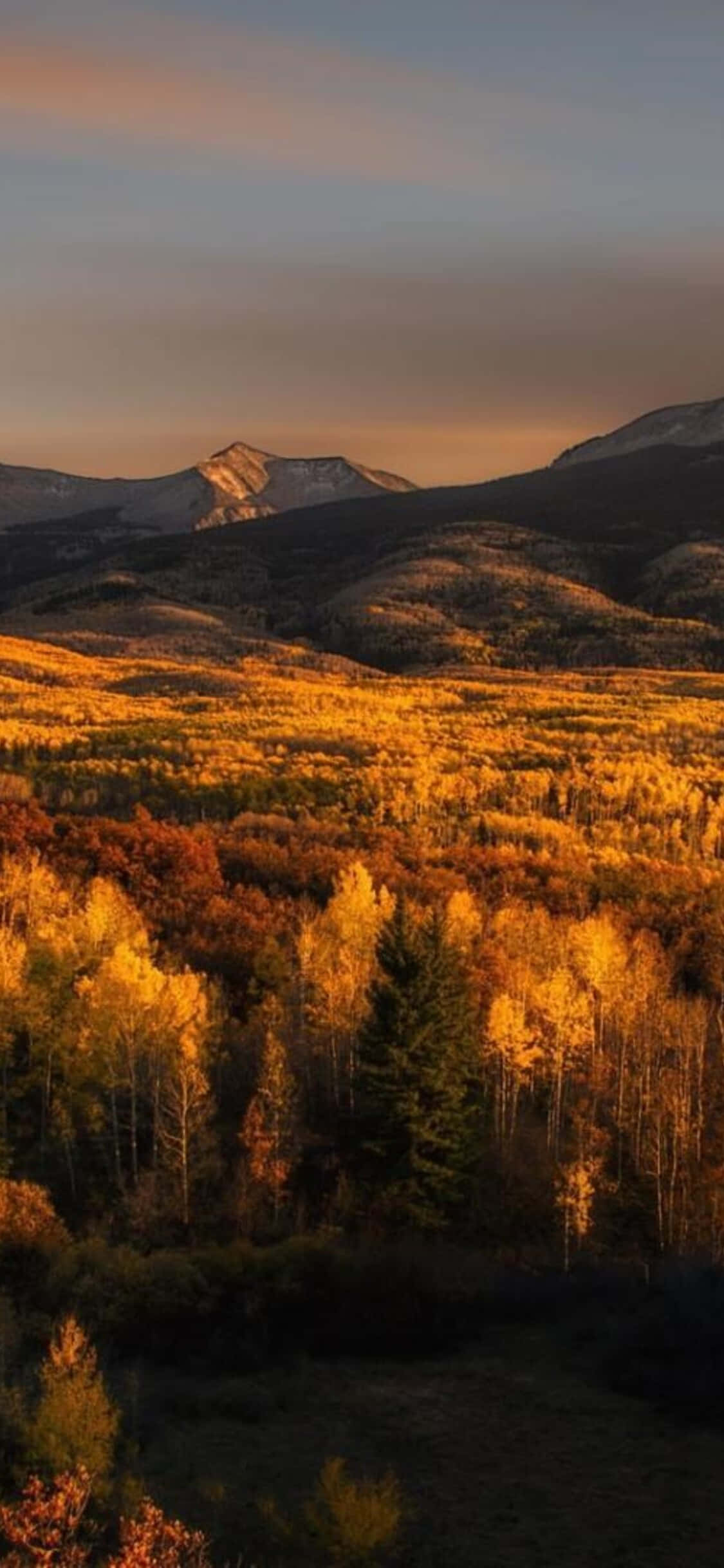 Fall Mountain, golden aspen trees, sunset light, Full HD Phone Wallpaper