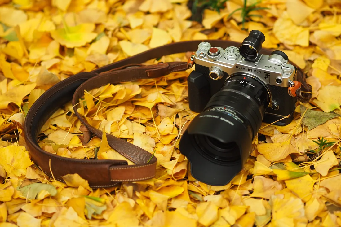 Fall Photography