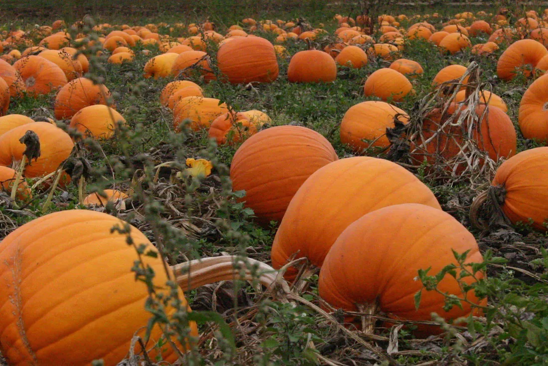 Fall Pumpkins
