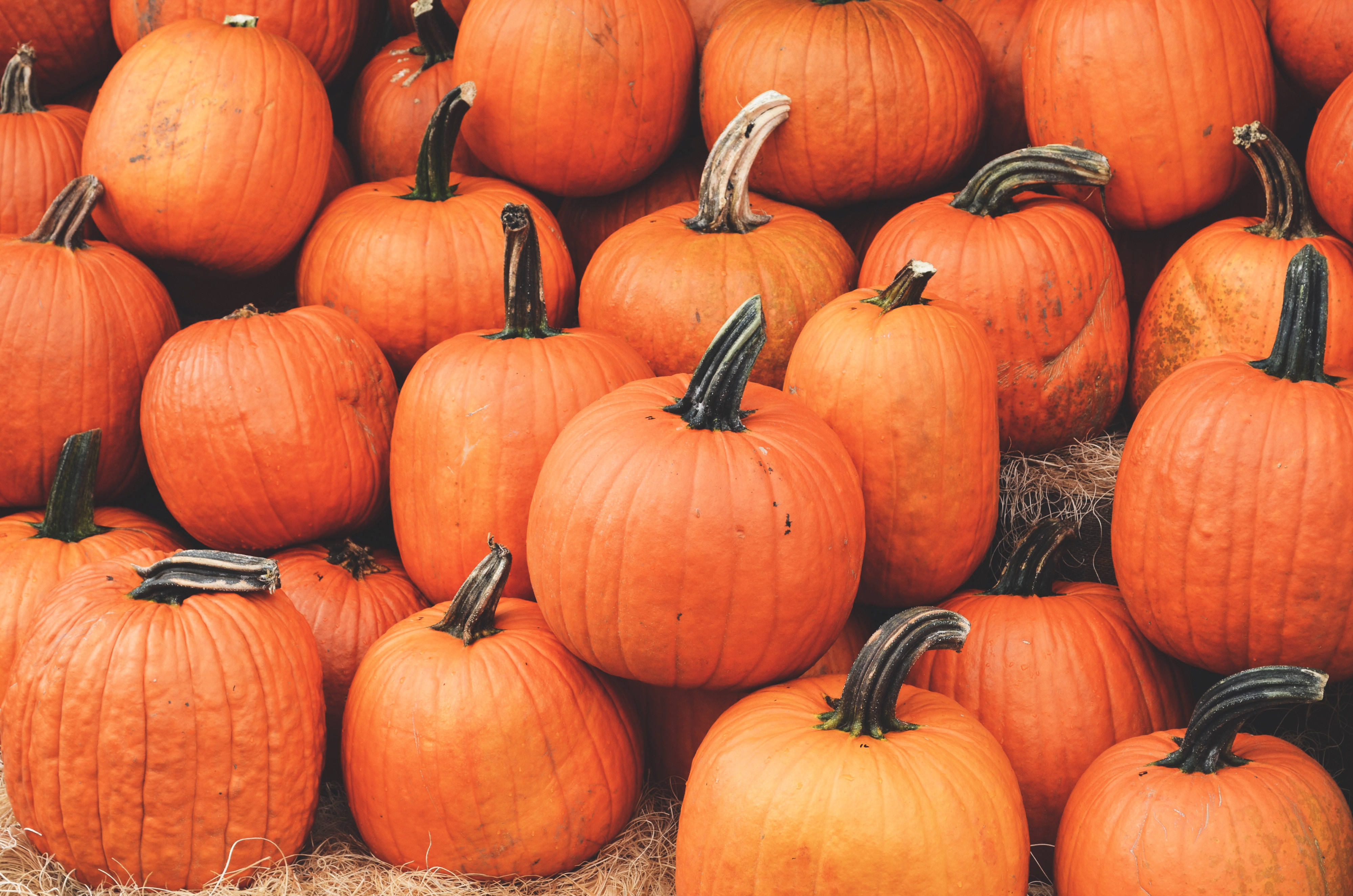 pumpkin harvest pile, ripe orange pumpkins, dark stems, 4K Desktop Wallpaper