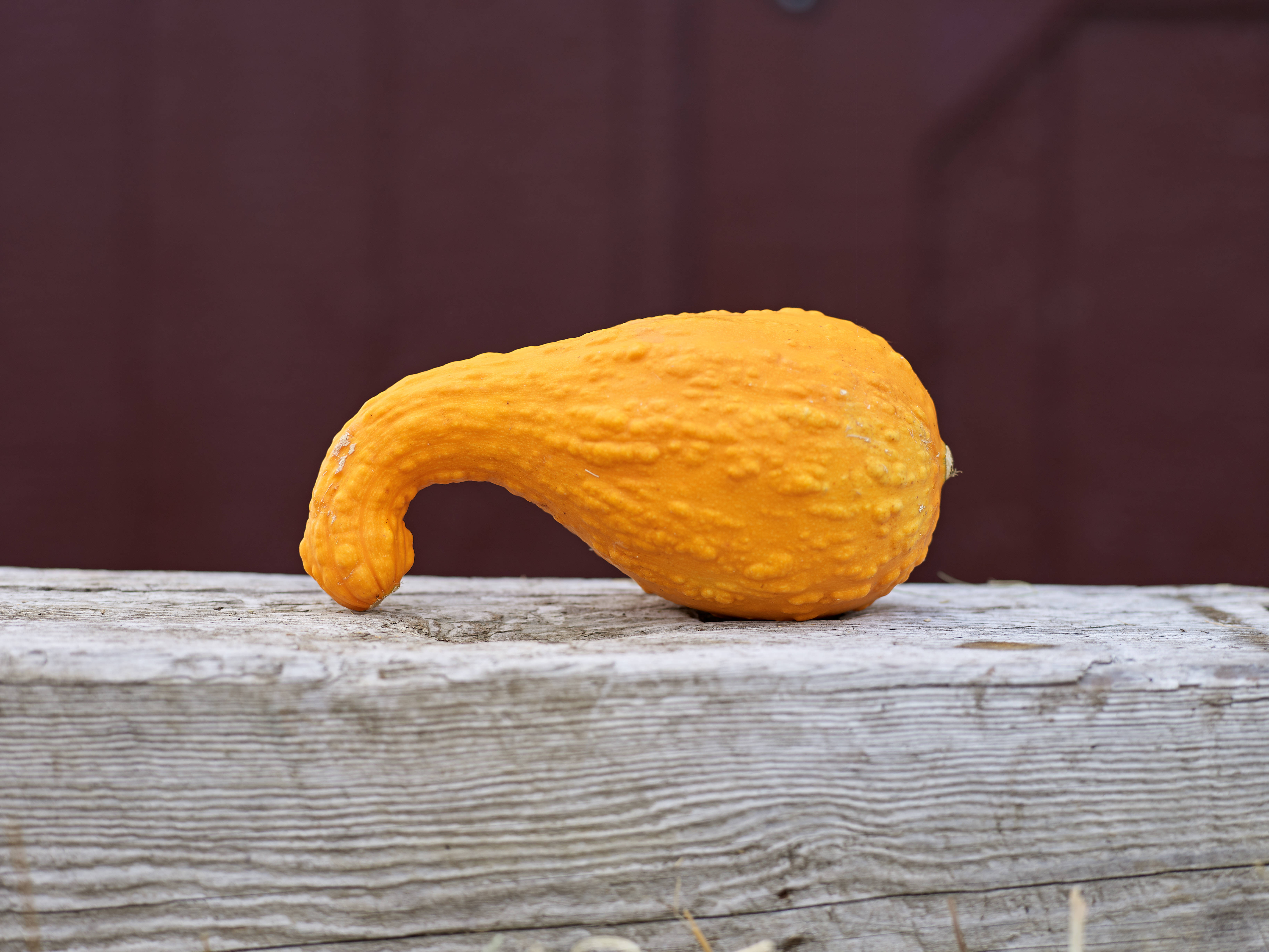 rustic fall crookneck pumpkin, vibrant orange, curved neck, 5K Desktop Wallpaper