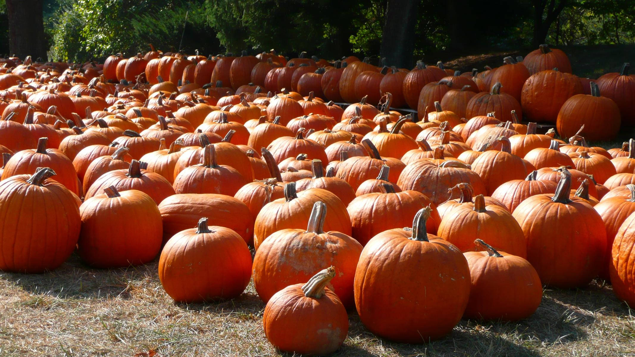 orange pumpkin patch, autumnal, ripe orange pumpkins, Full HD Desktop Wallpaper