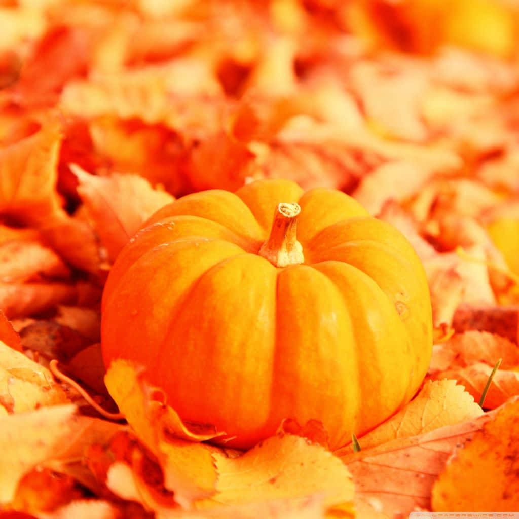 Fall iPad, pumpkin, autumn leaves, SD Desktop Wallpaper