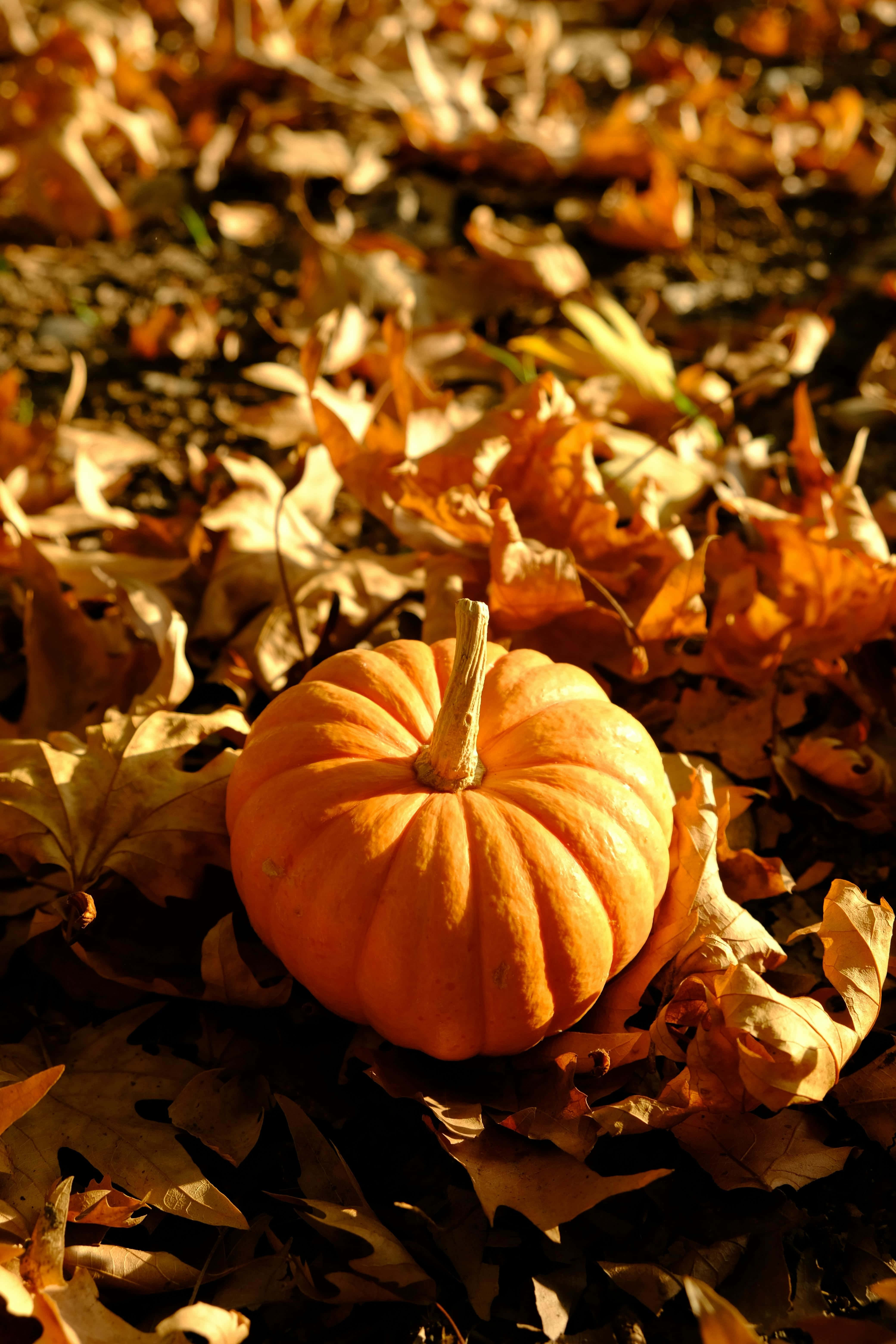 autumn pumpkin, golden autumn leaves, warm sunlight, 5K Phone Wallpaper