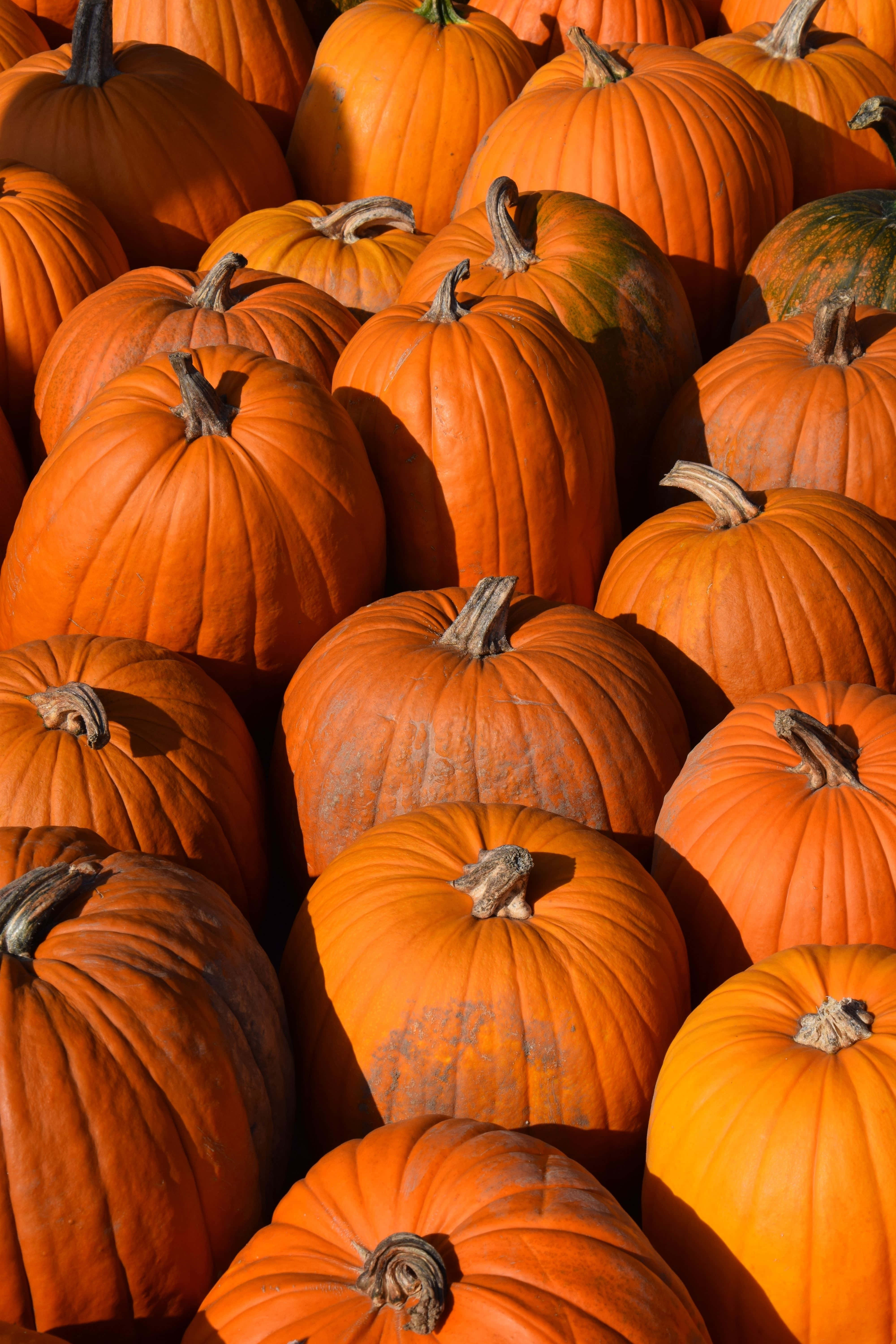 autumn pumpkin patch, vibrant orange pumpkins, warm sunlight, 5K Phone Wallpaper