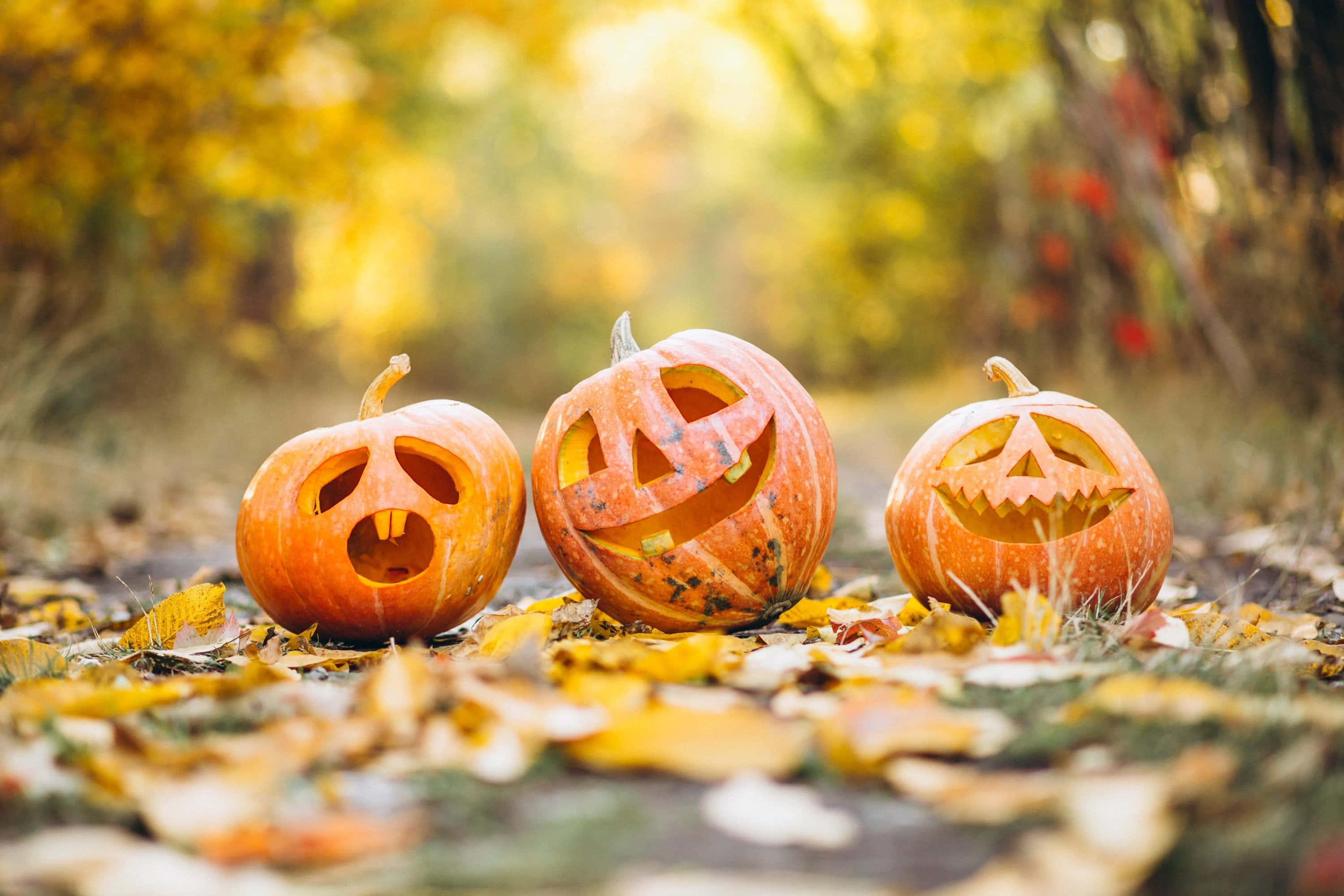 autumn jack o lantern trio, jack-o'-lanterns, spooky faces, 2K Desktop Wallpaper