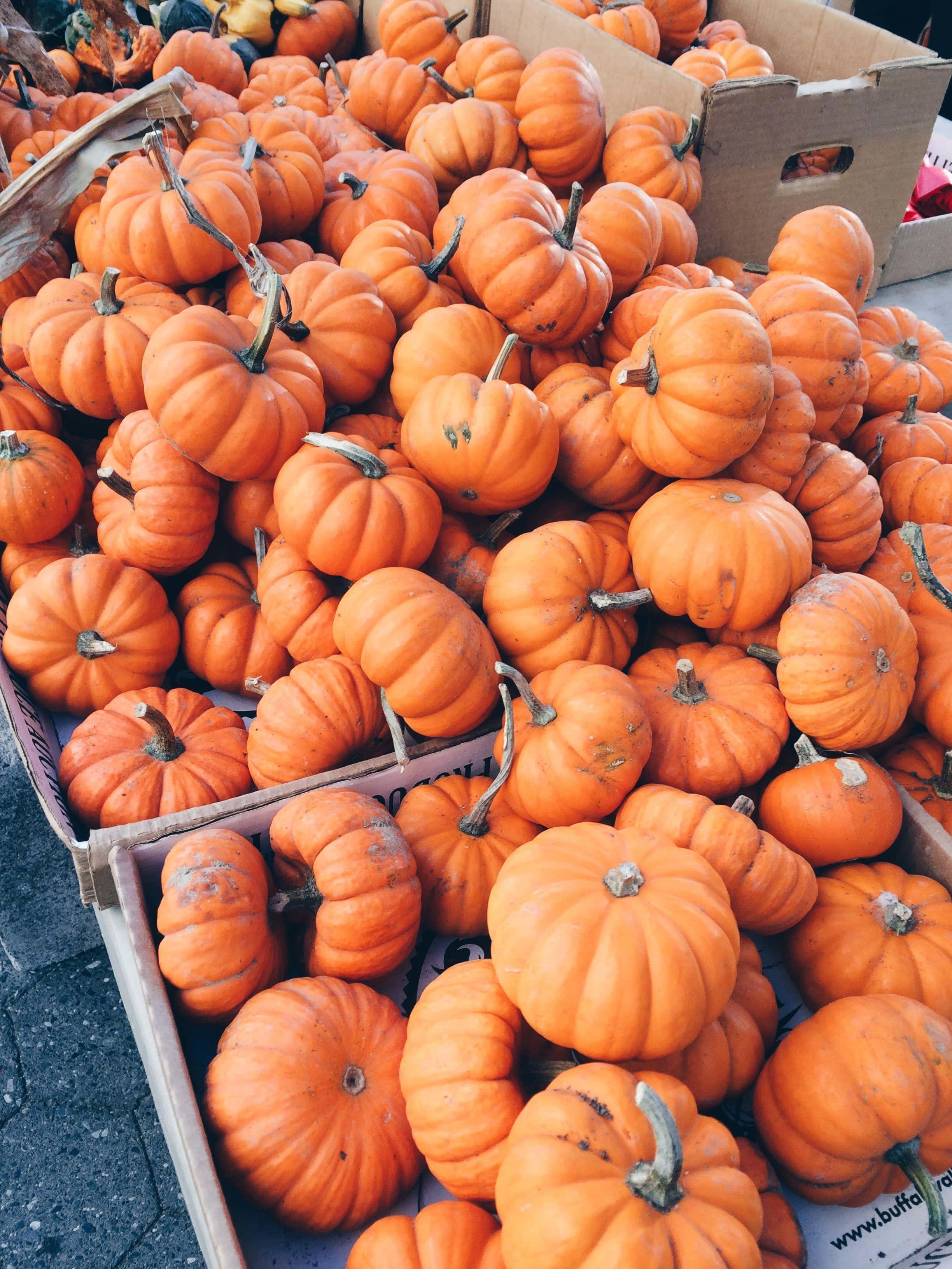 autumn harvest pumpkin patch, bright orange pumpkins, cardboard boxes, 2K Phone Wallpaper