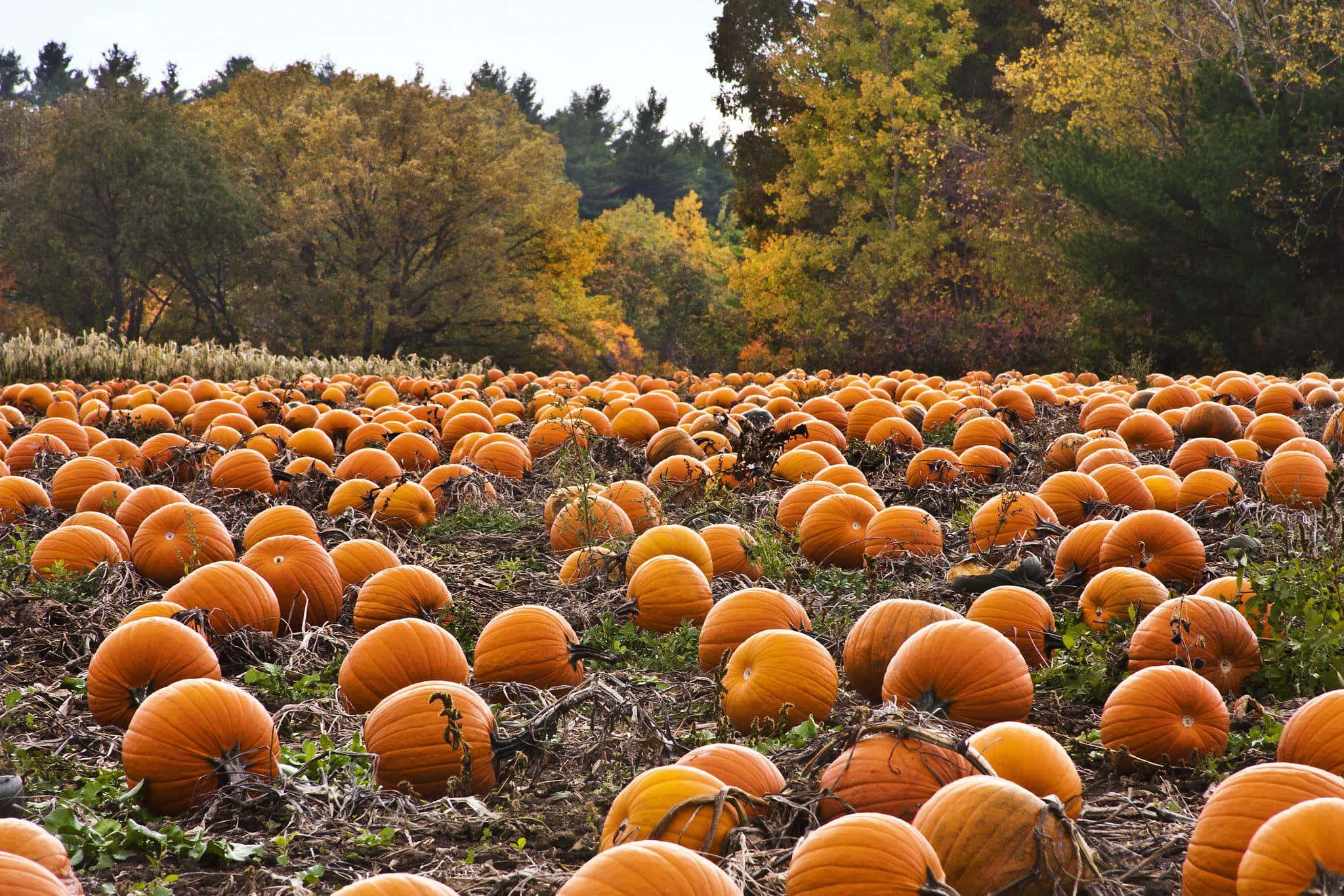 autumn pumpkin field, ripe orange pumpkins, autumn trees, Full HD Desktop Wallpaper