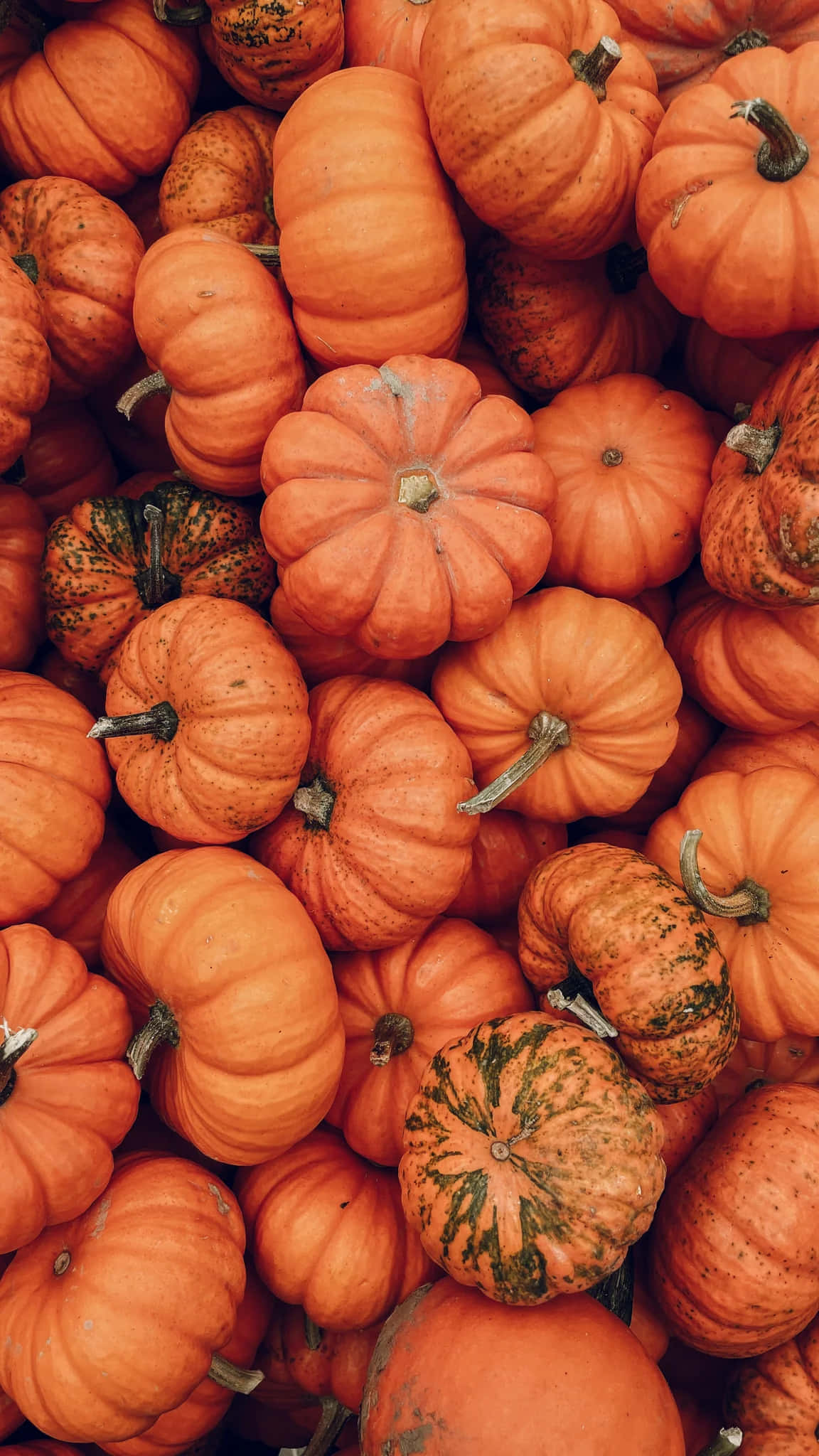 autumn pumpkin patch, vibrant orange pumpkins, green stems, Full HD Phone Wallpaper