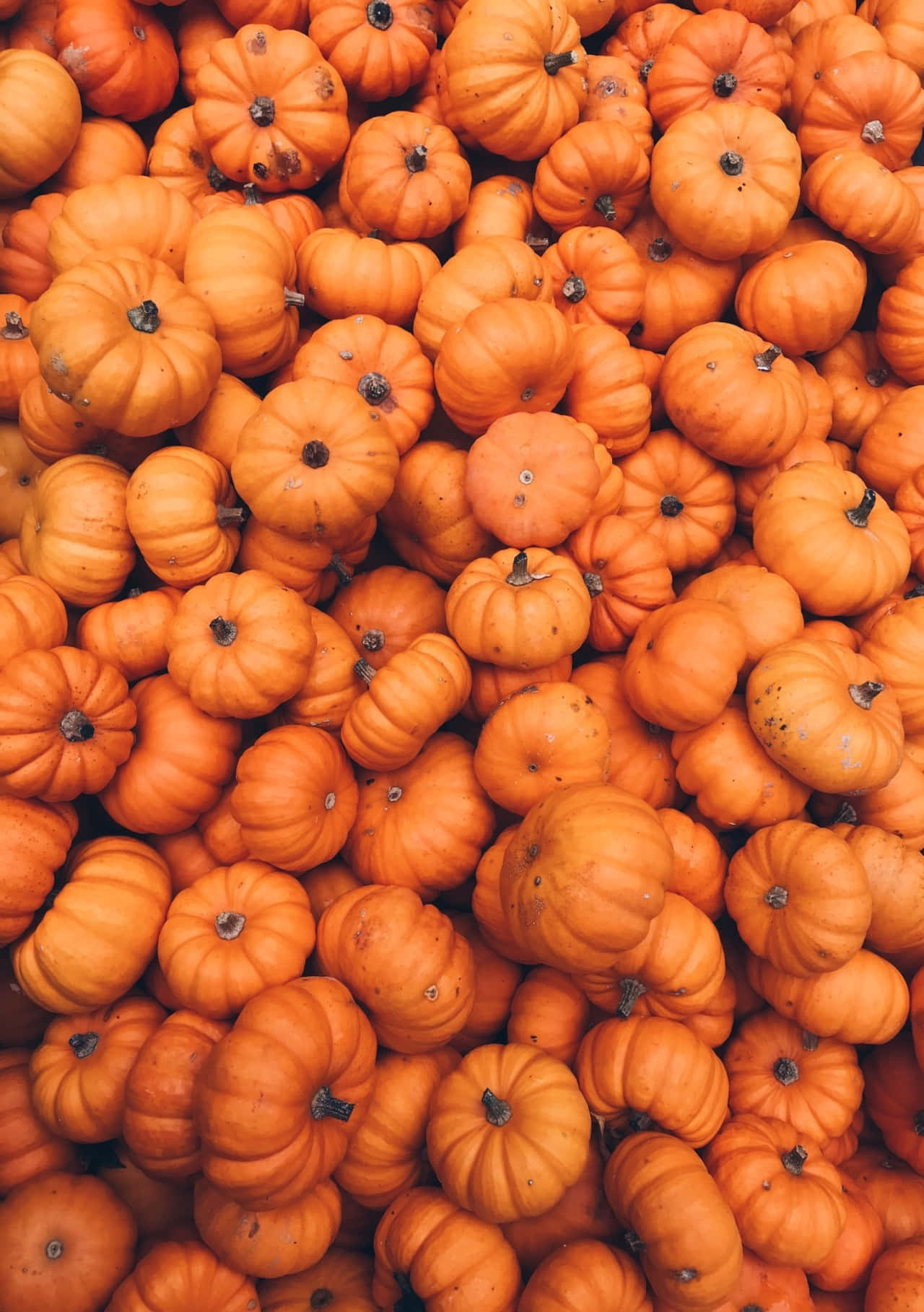 pumpkin patch, autumn harvest, orange pumpkins, HD Phone Wallpaper