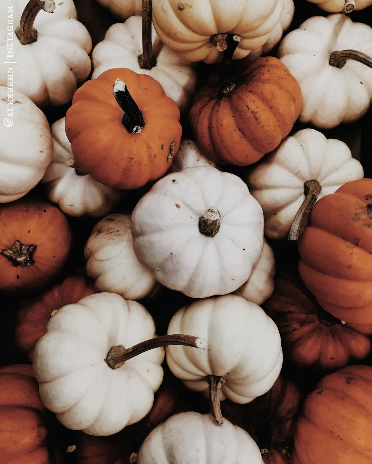 autumn pumpkin collection, white pumpkins, orange pumpkins, HD Phone Wallpaper