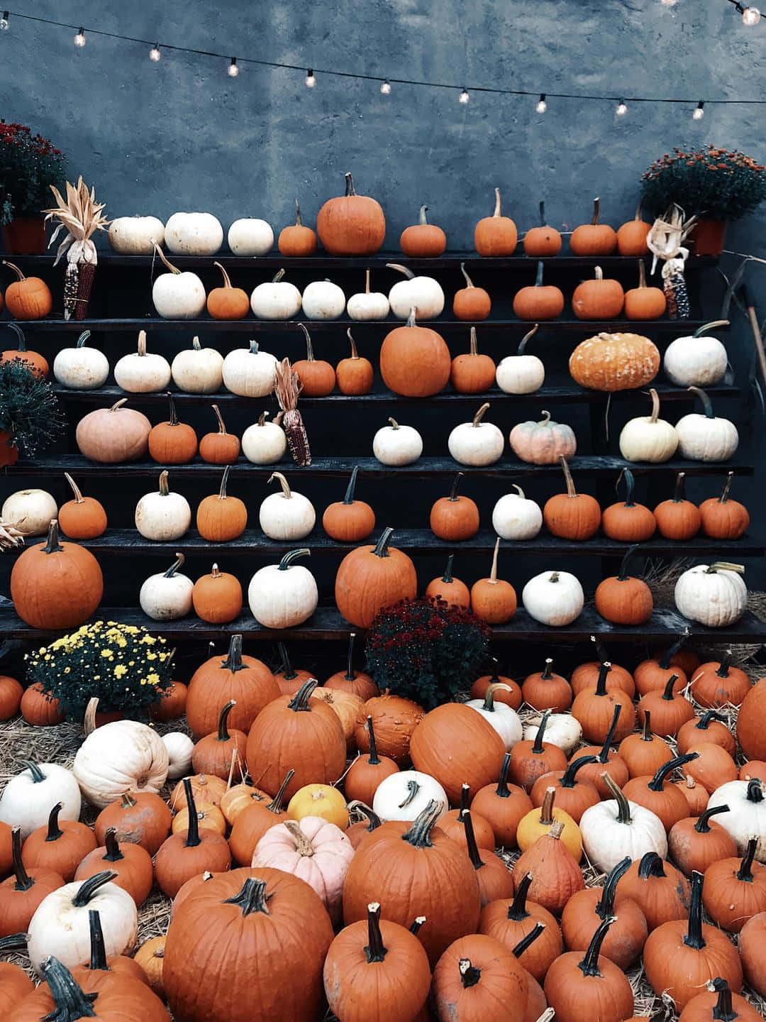 orange and white pumpkins, tiered black shelves, dark gray wall, HD Phone Wallpaper