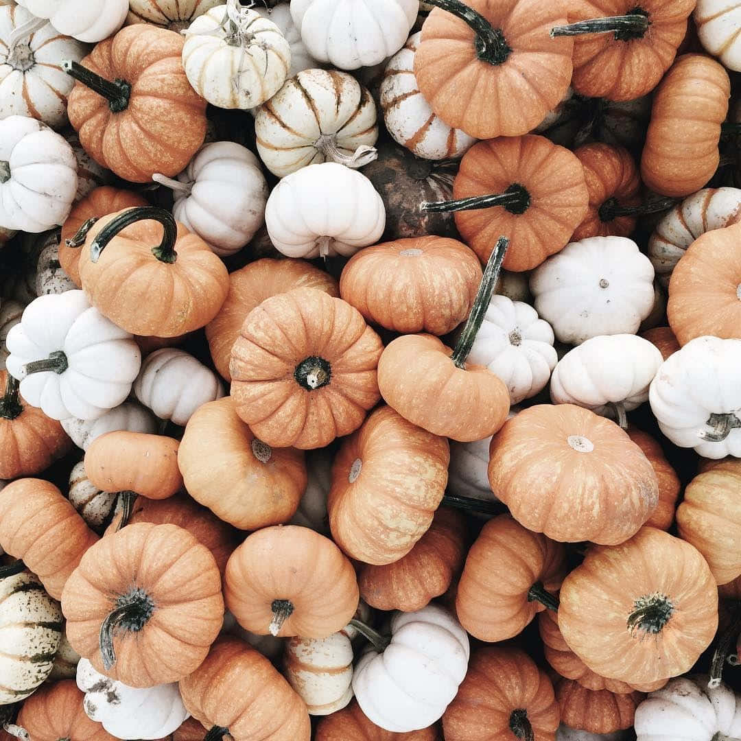 pumpkin harvest, autumn texture, warm orange, SD Desktop Wallpaper
