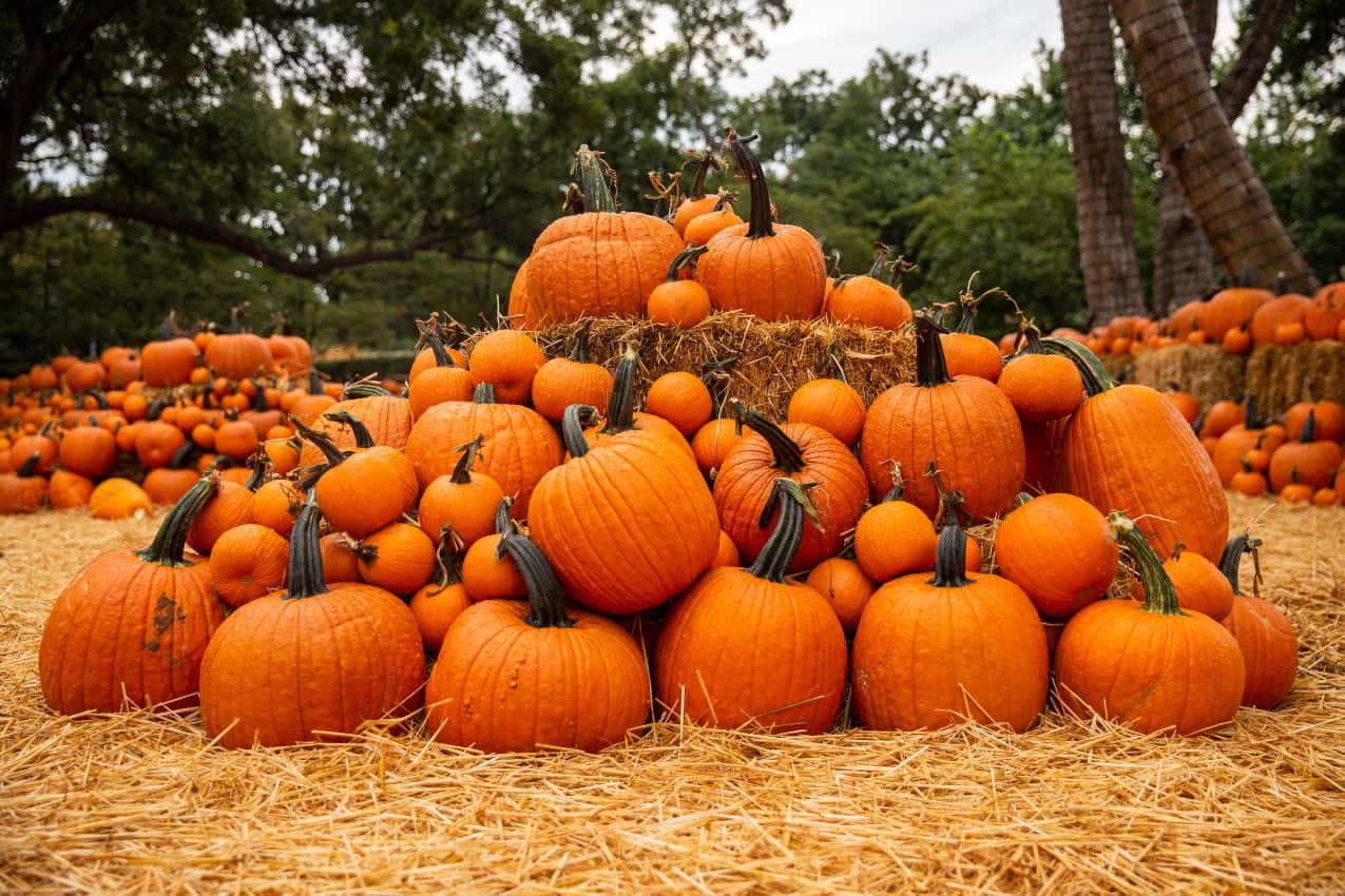 Fall Pumpkins, orange pumpkins, golden hay bales, SD Desktop Wallpaper
