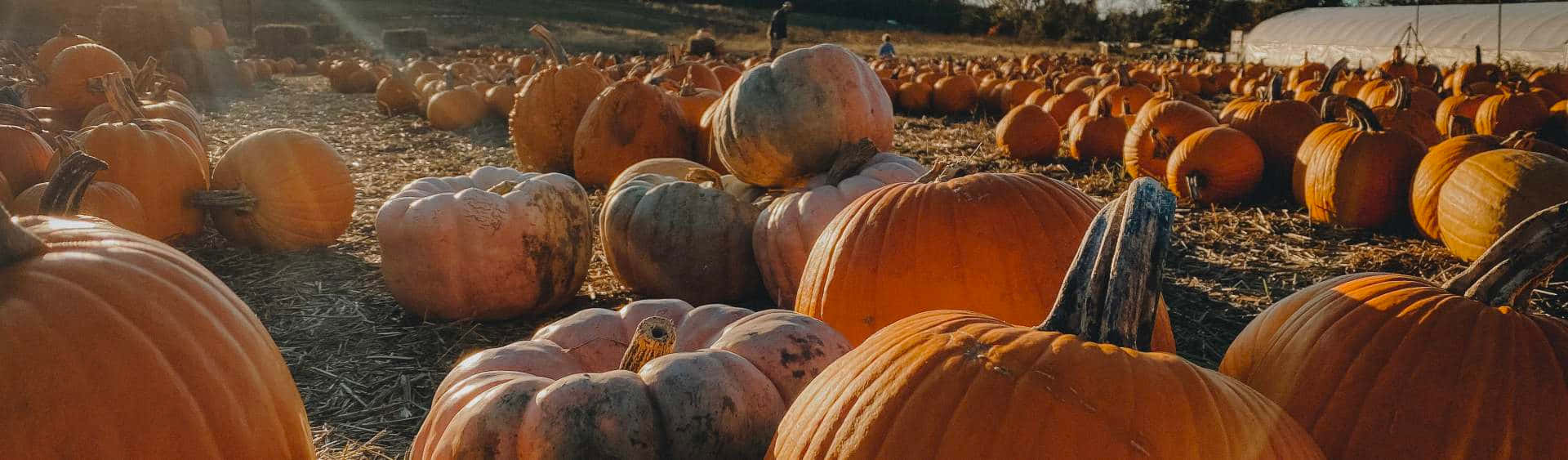 Fall Pumpkins, golden sunset light, pumpkin patch, Full HD Desktop Wallpaper