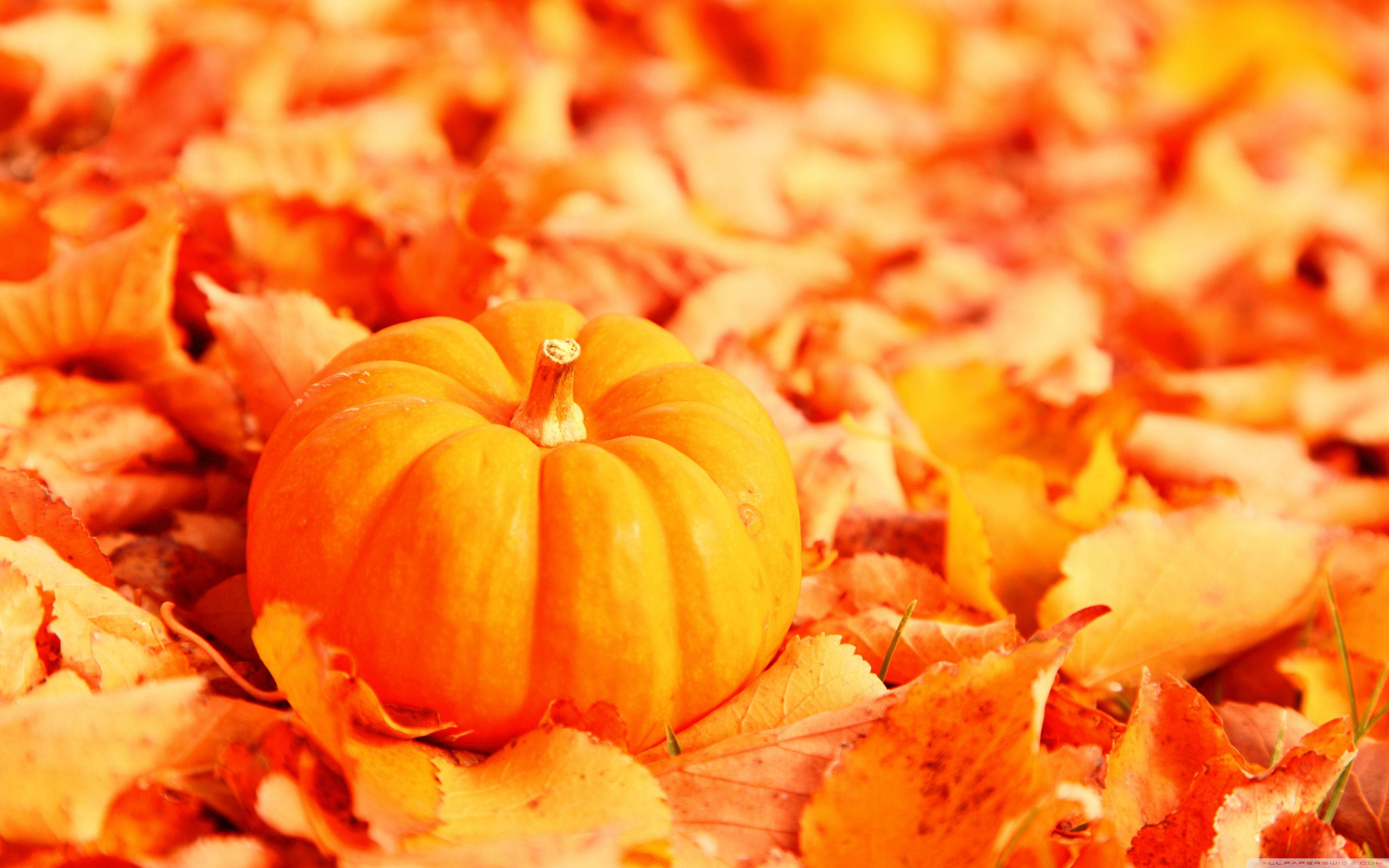 bright orange pumpkin, autumn leaves, sunlit forest floor, 4K Desktop Wallpaper