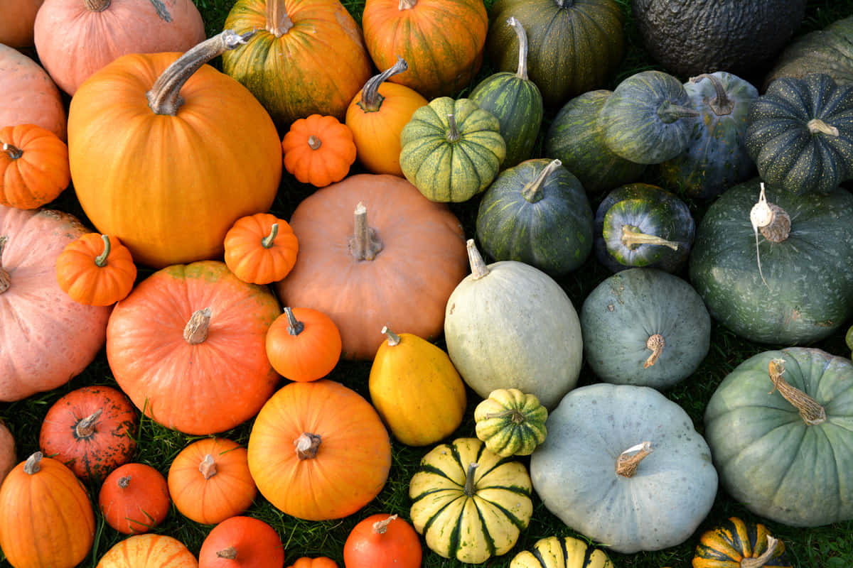 Fall Pumpkins, rustic wooden background, autumn hues, SD Desktop Wallpaper