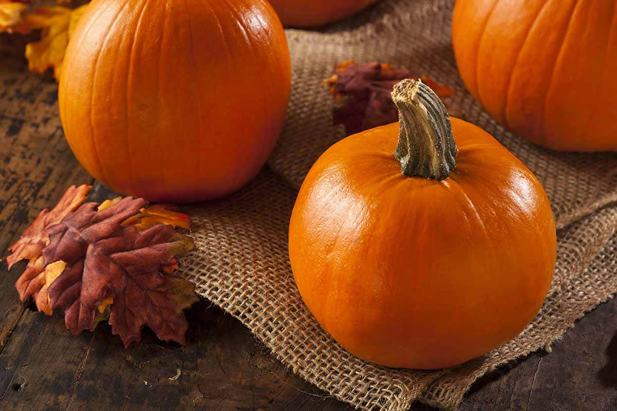 Fall Pumpkins, orange pumpkins, burlap, SD Desktop Wallpaper