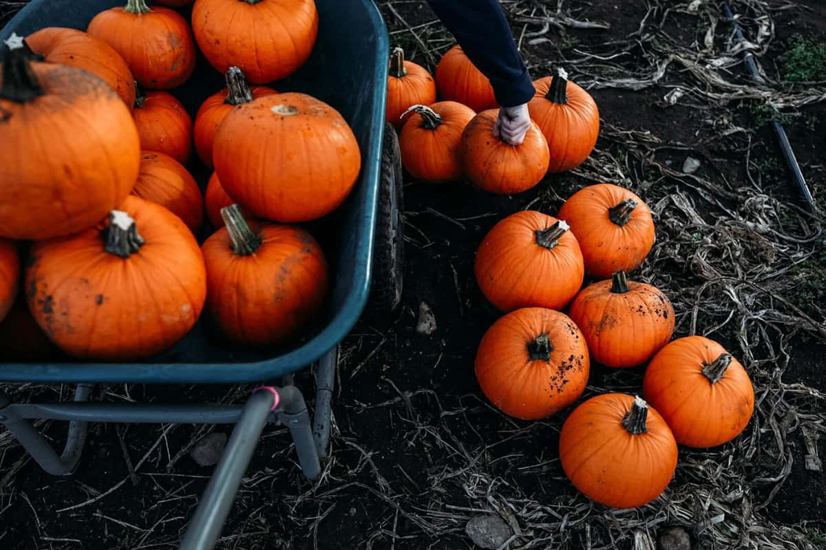 fall pumpkins, orange pumpkin, blue wheelbarrow, SD Desktop Wallpaper