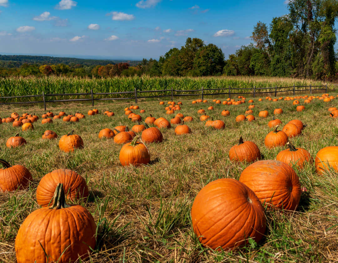 Fall Pumpkins, orange pumpkins, grassy hill, SD Desktop Wallpaper